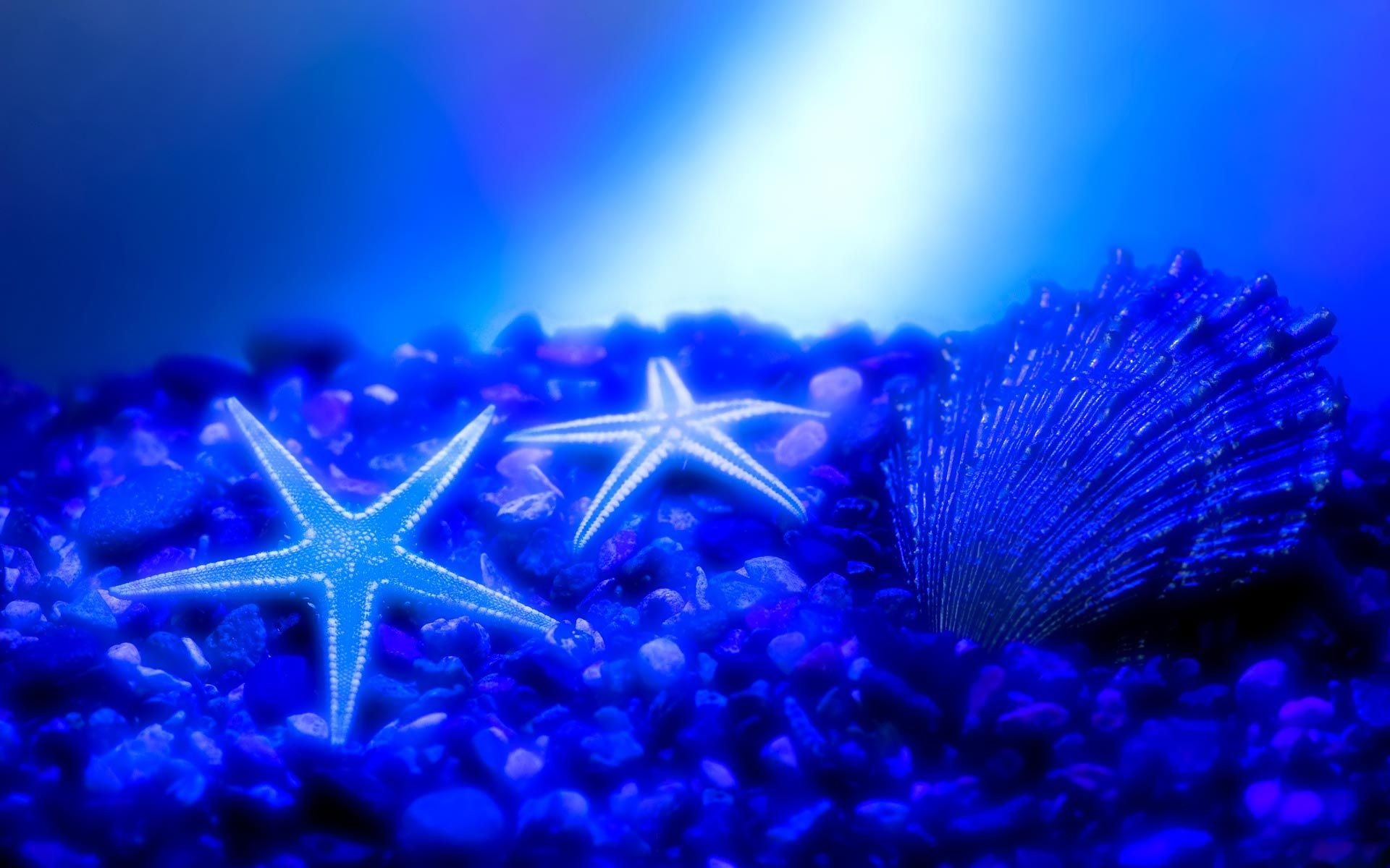 A pair of starfish and a shell on a bed of blue pebbles - Starfish