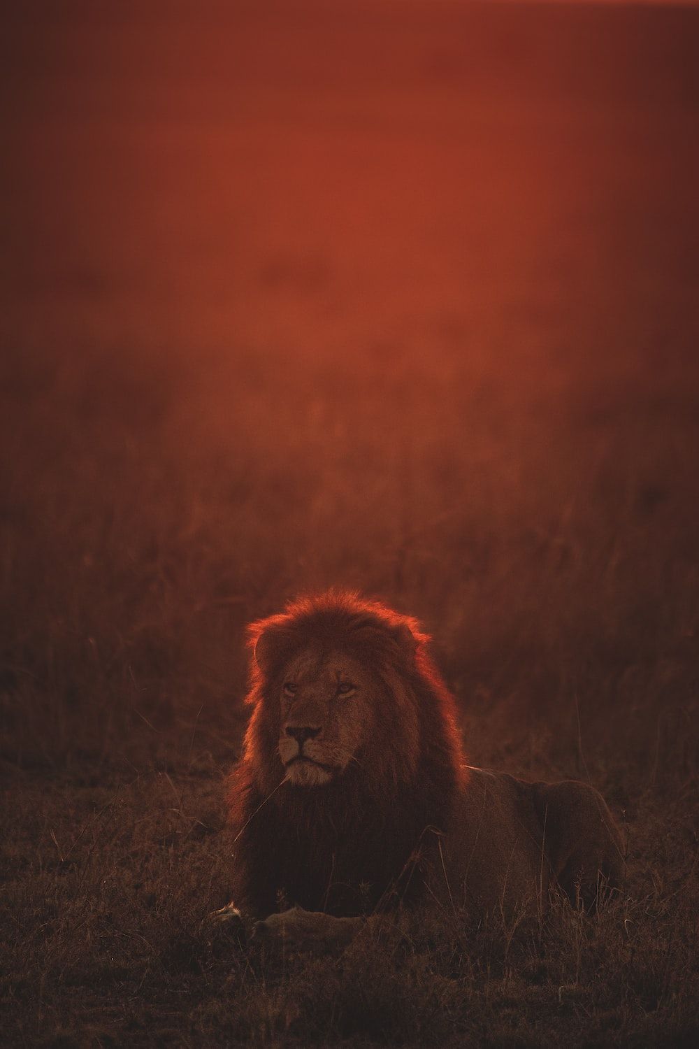 A lion lying on the grass during sunset - The Lion King, lion
