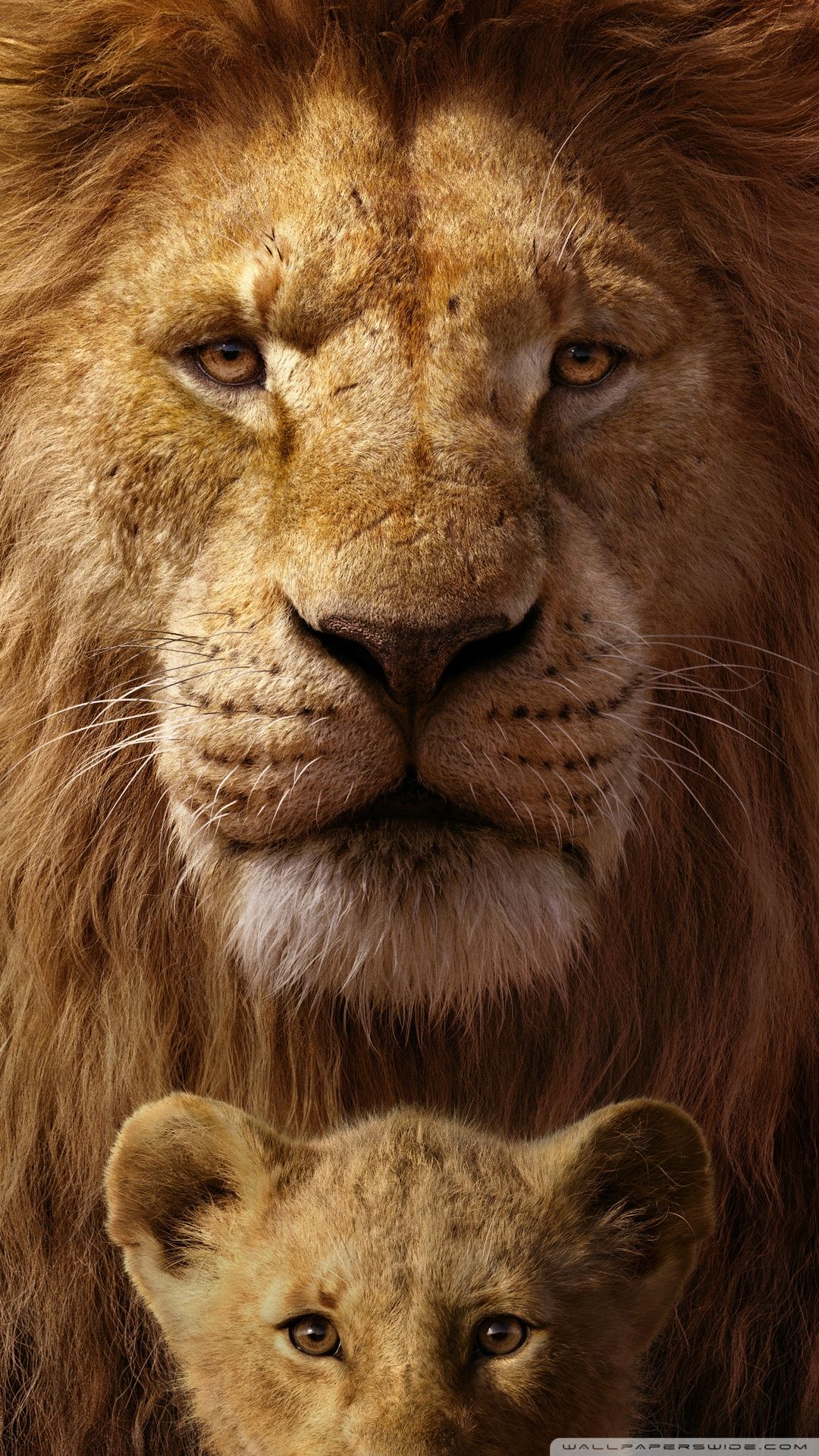 A lion and his cub are looking at the camera - The Lion King, lion