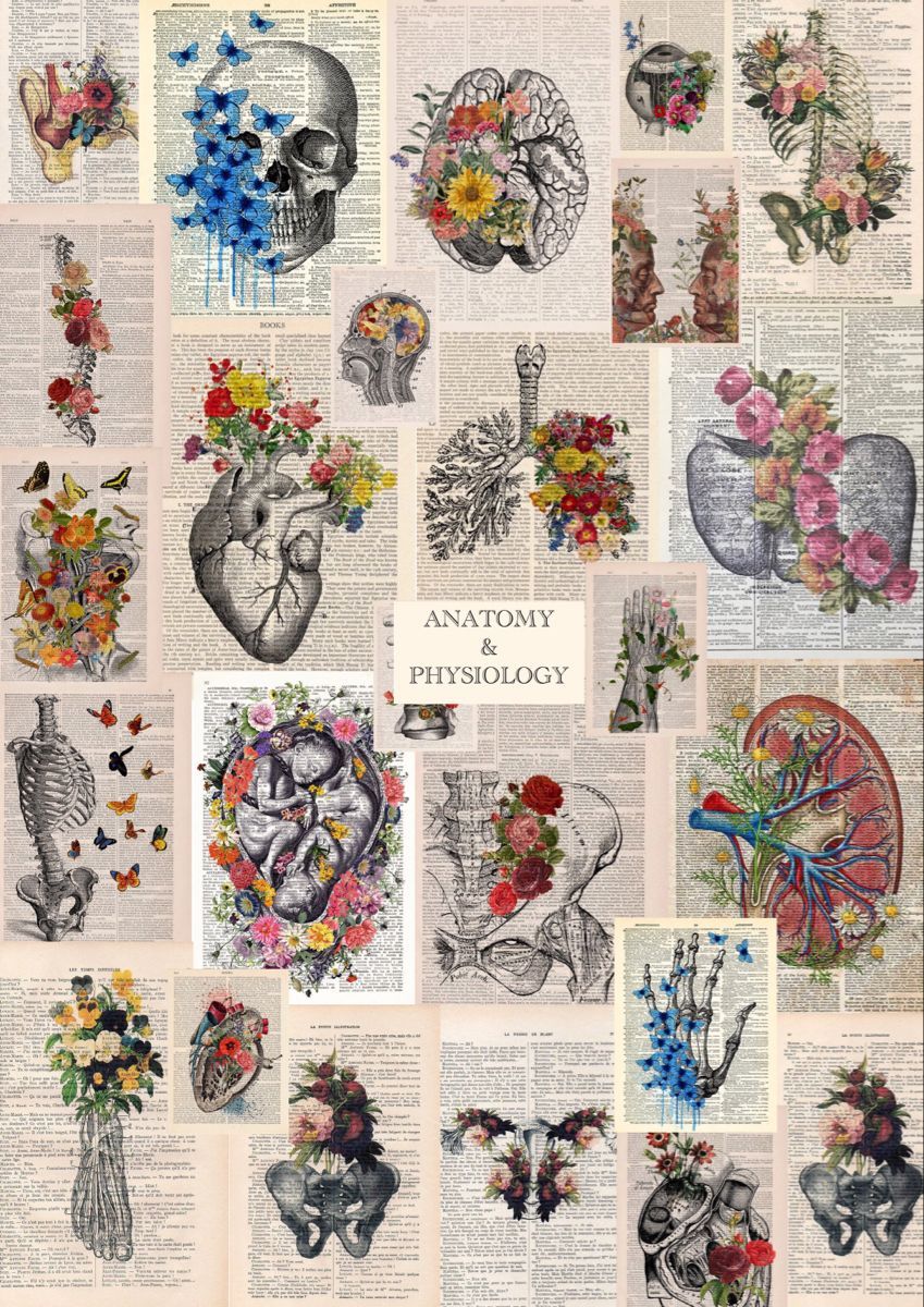 A collage of various images with flowers and other items - Anatomy