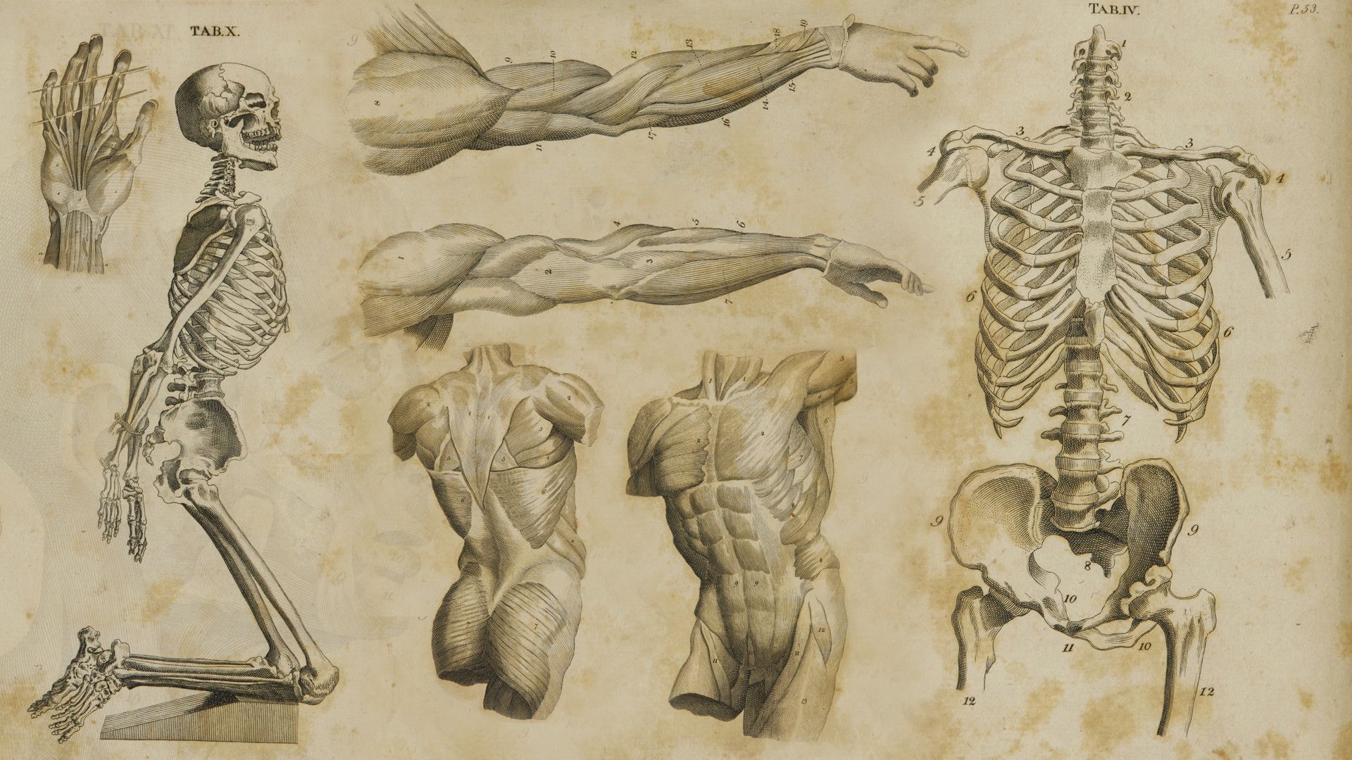 A collection of antique prints of human anatomy - Anatomy