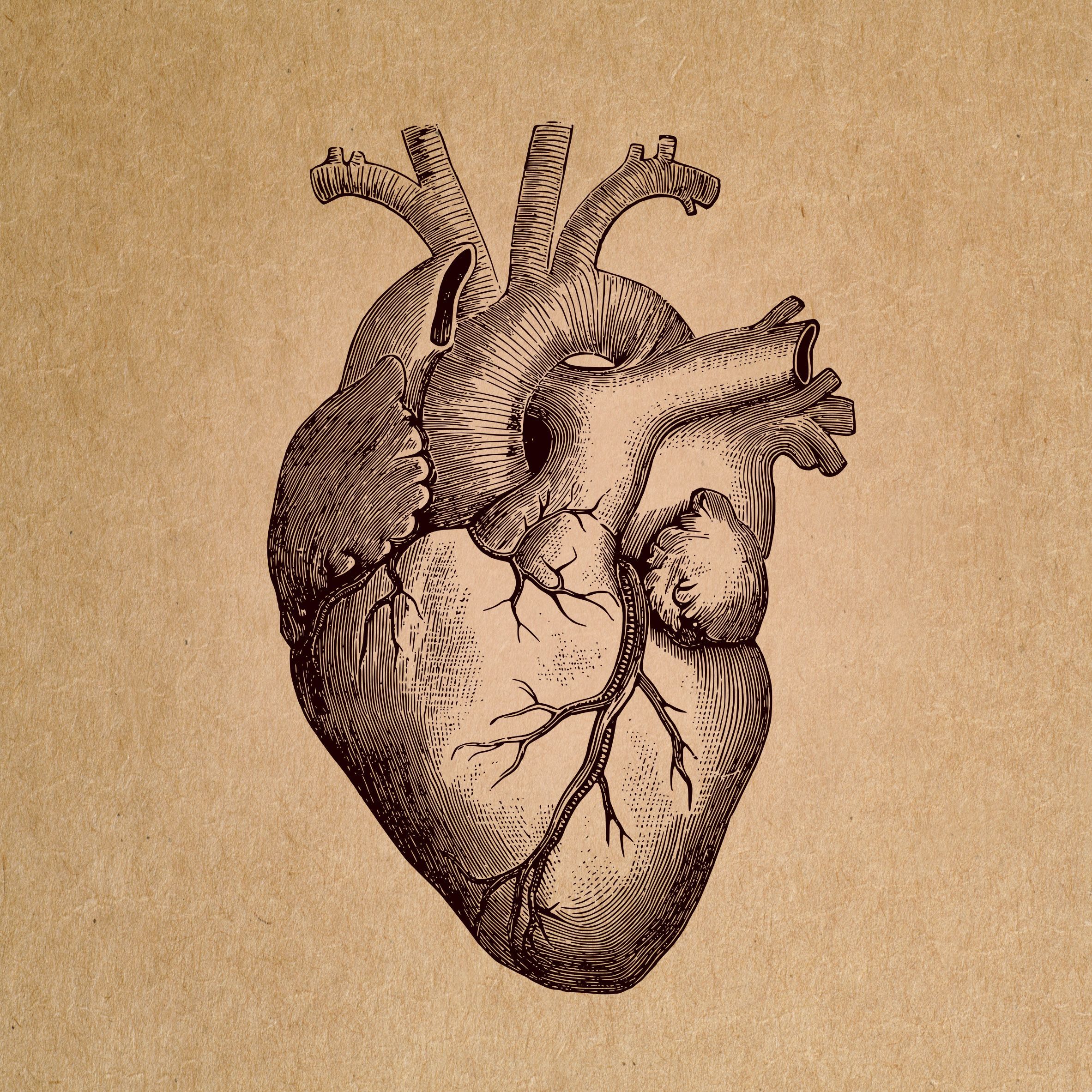 An image of a heart on brown paper - Anatomy