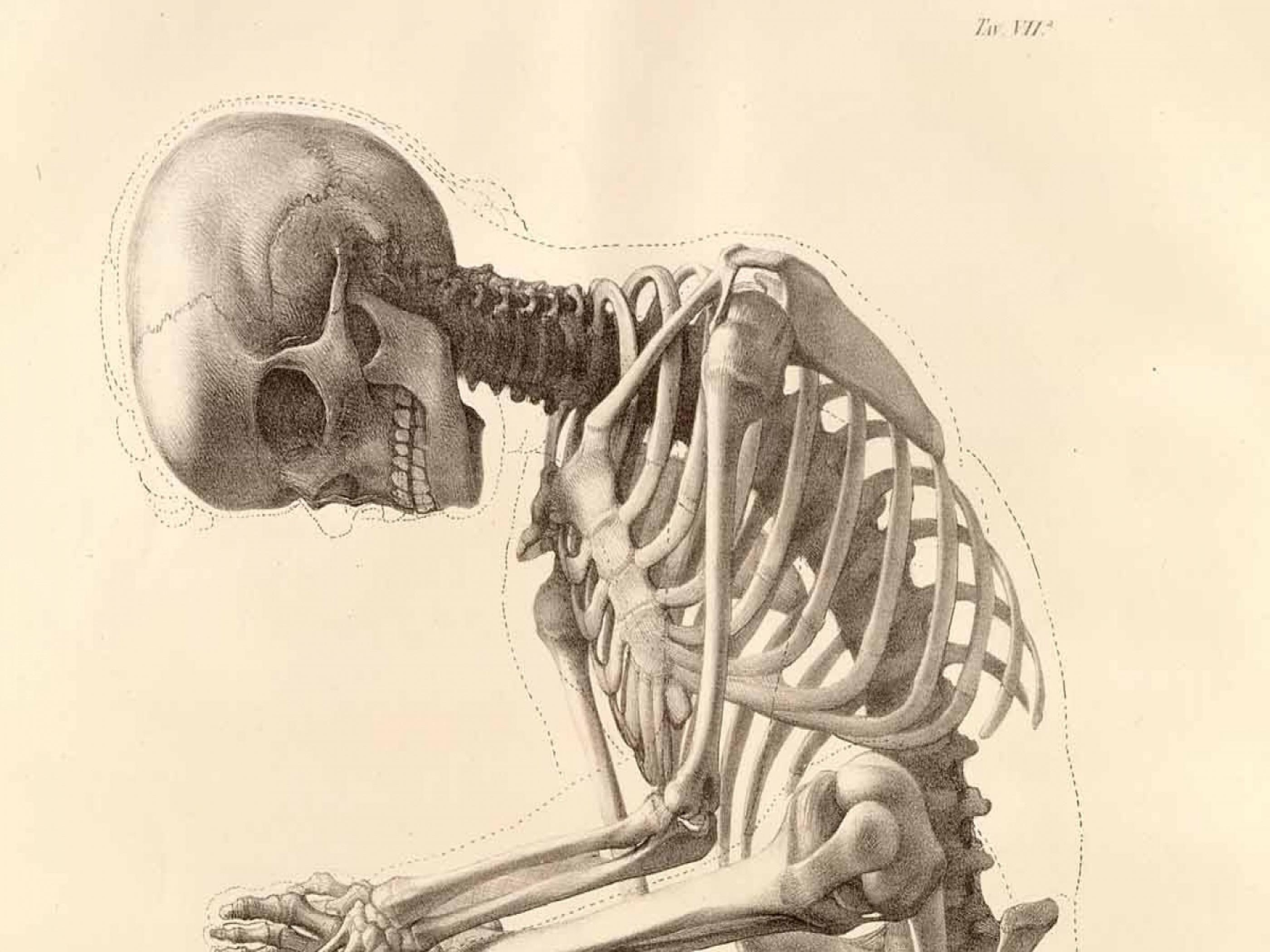 An antique print of a human skeleton in a sitting position with the head turned to the side. - Anatomy