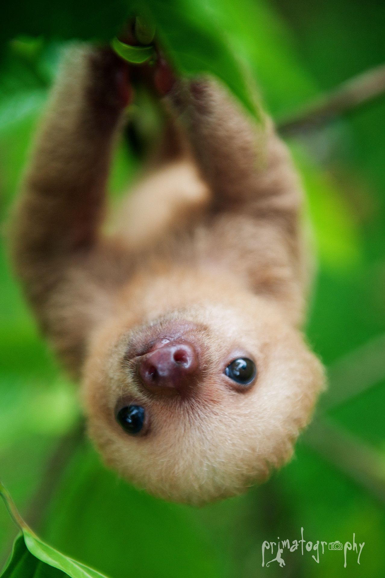 Cute Sloth