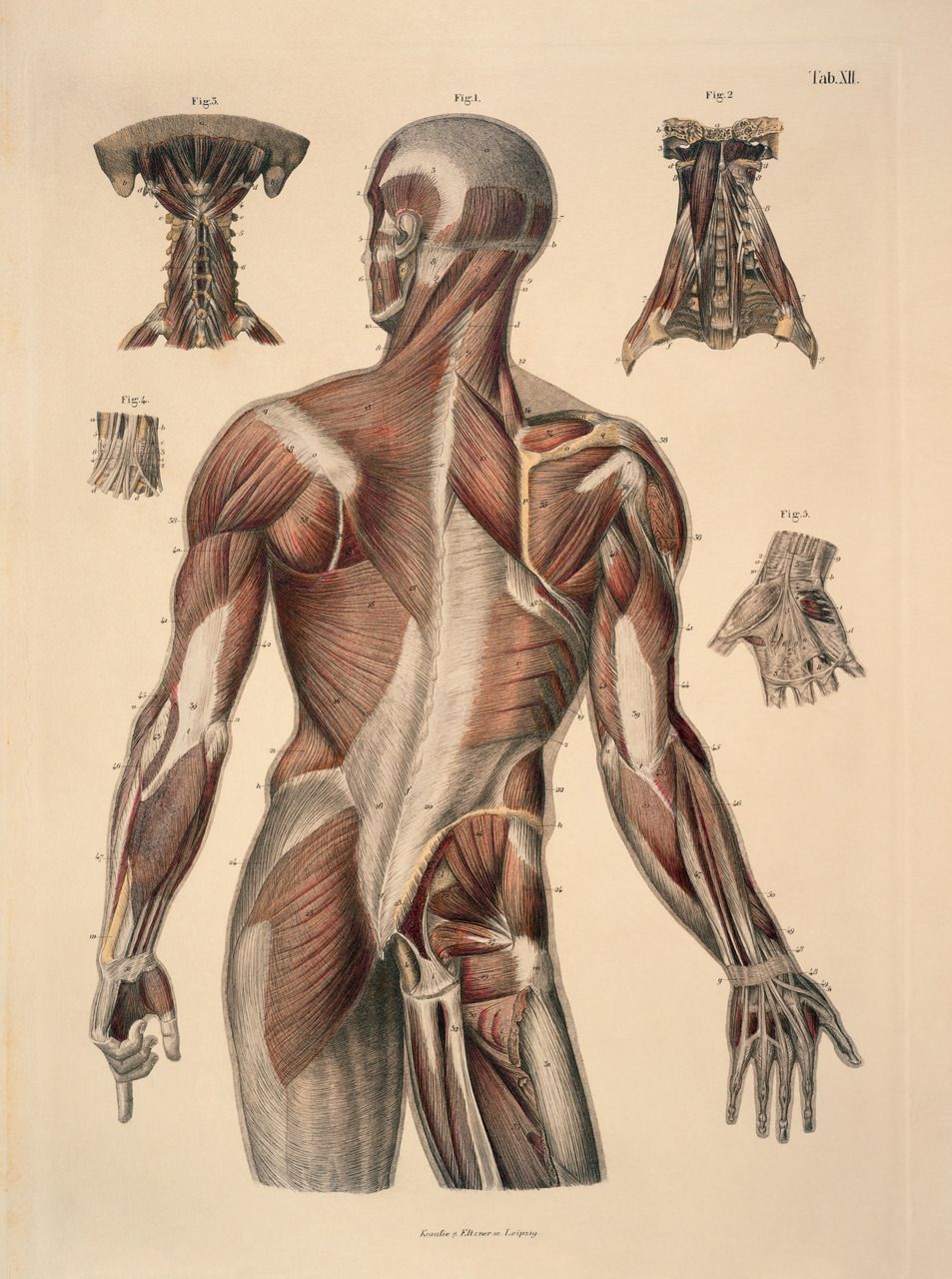 An antique print of a human back with muscles highlighted in red. - Anatomy