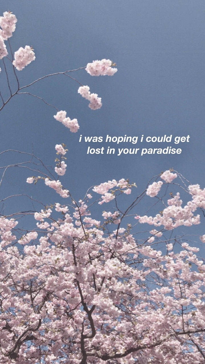 A tree with pink flowers and the words i'm sorry for all that lost in your paradise - Shawn Mendes