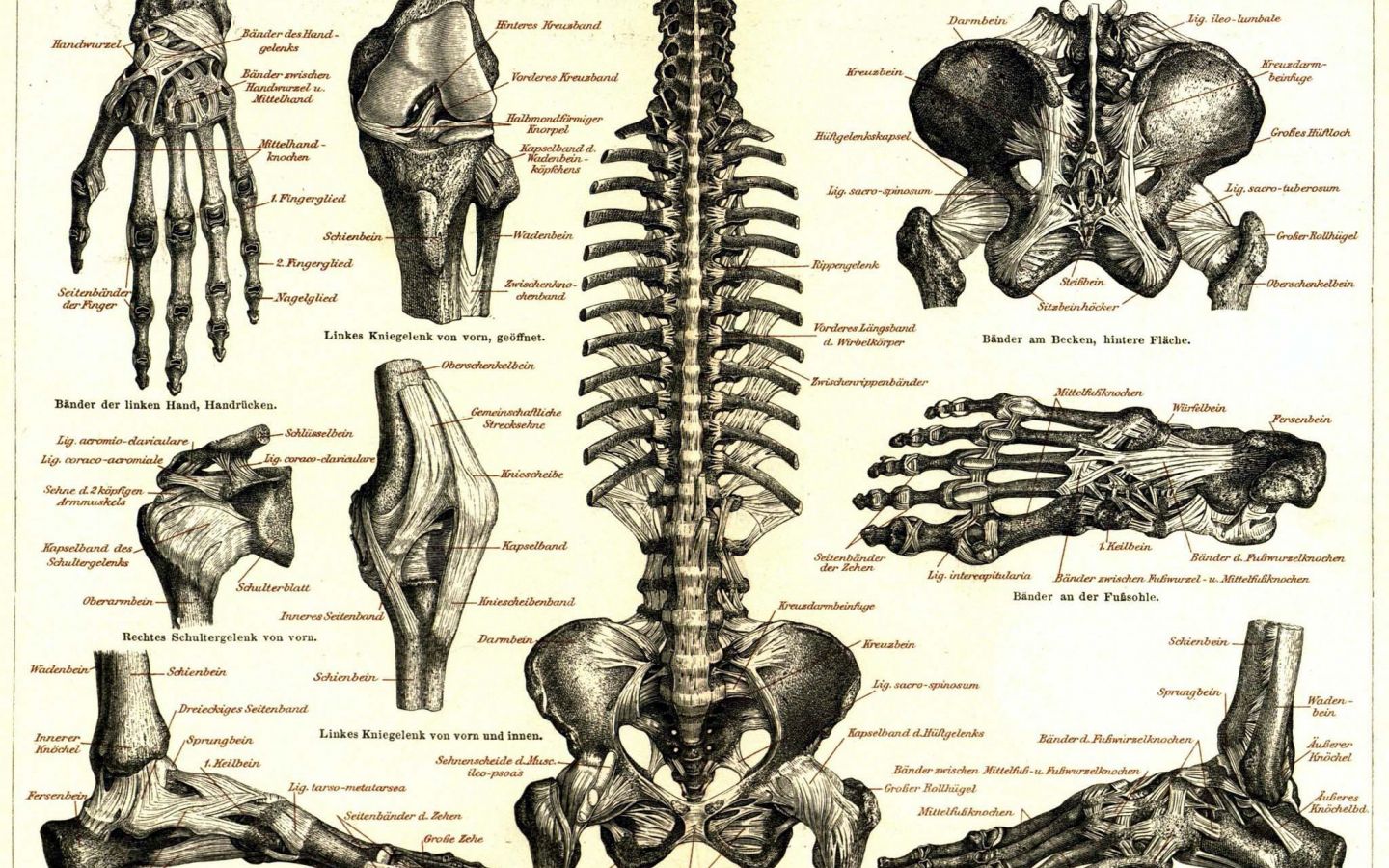 A drawing of the human skeleton and its parts - Anatomy