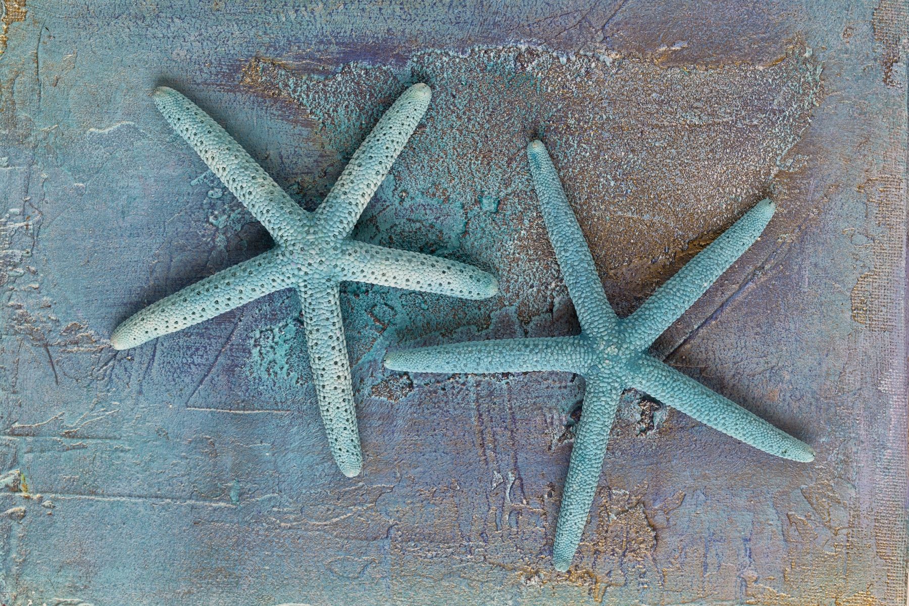 Two starfish are on a blue background - Starfish