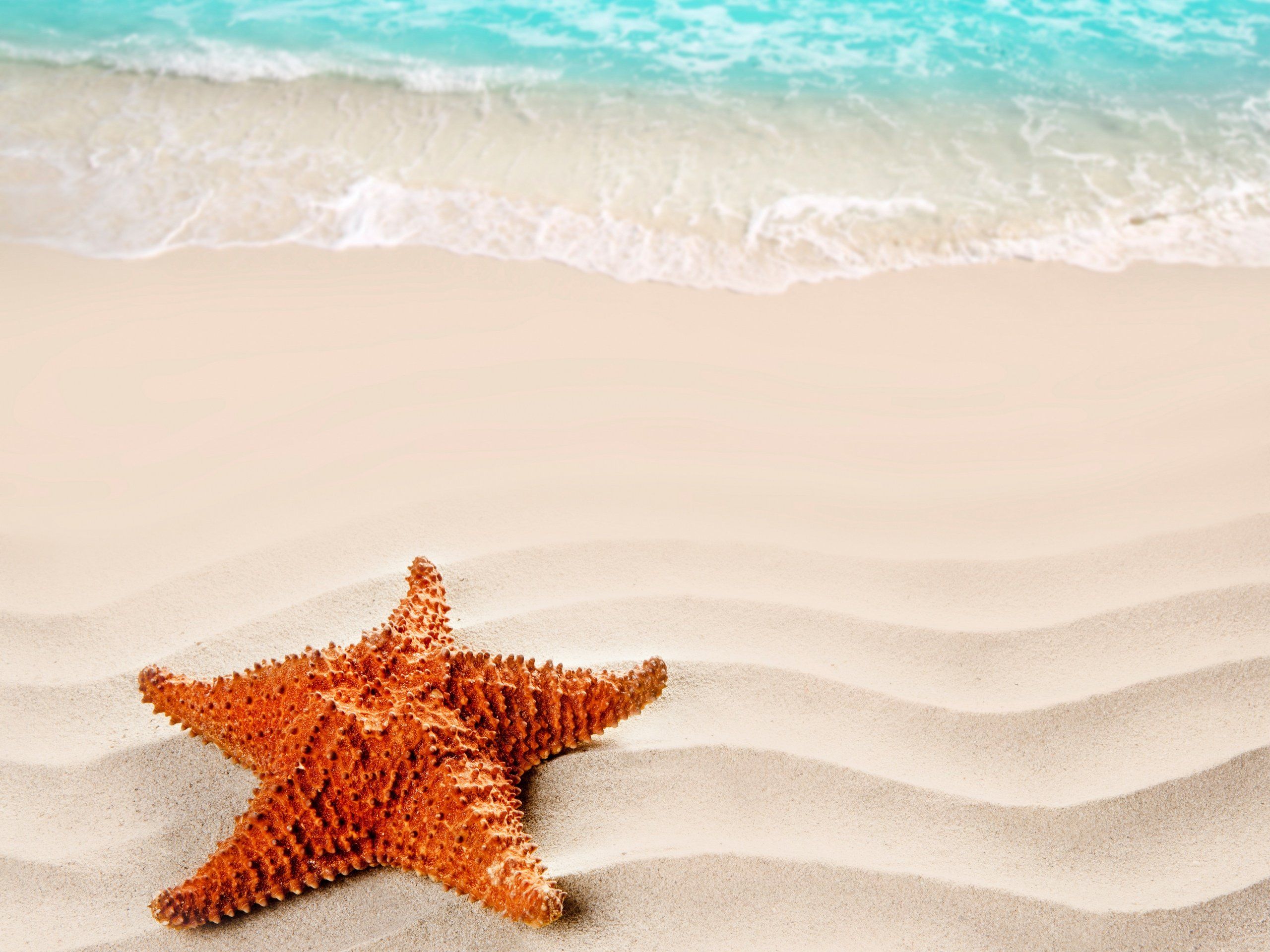 A starfish on the beach with waves in front of it - Starfish