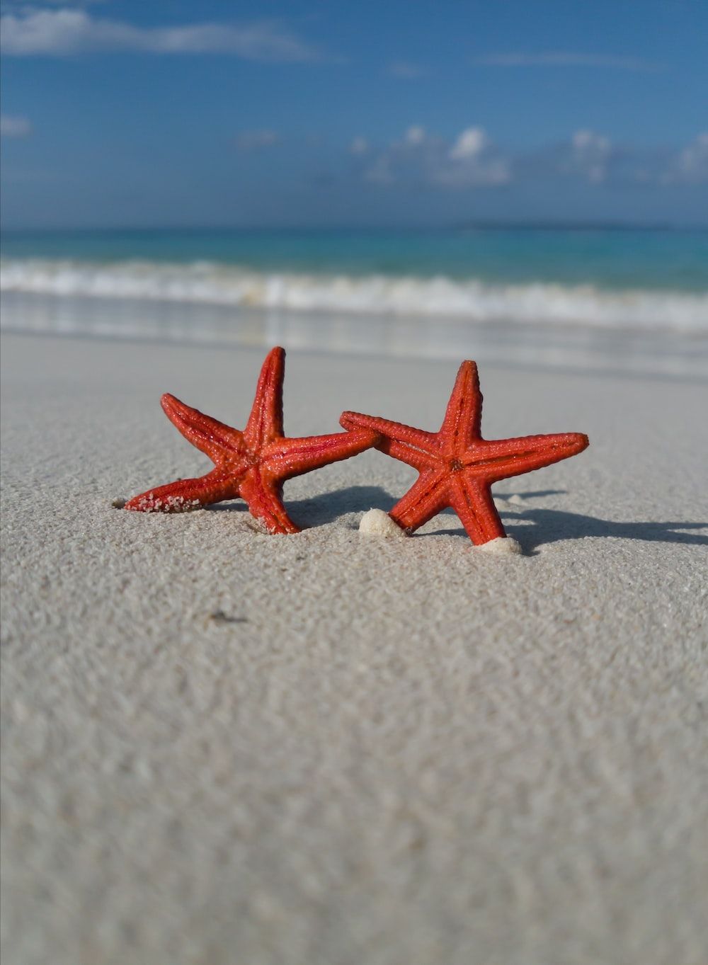 Two red starfish on the beach - Starfish