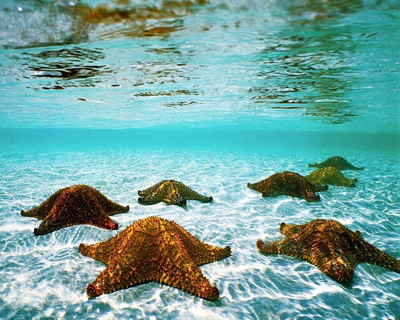 A group of starfish swimming in the ocean - Starfish