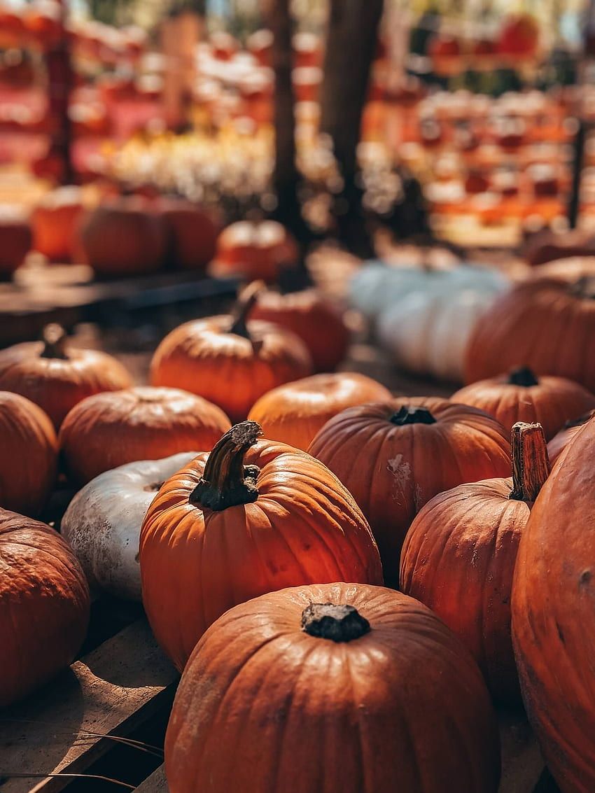 Autumn pumpkin patch HD wallpaper