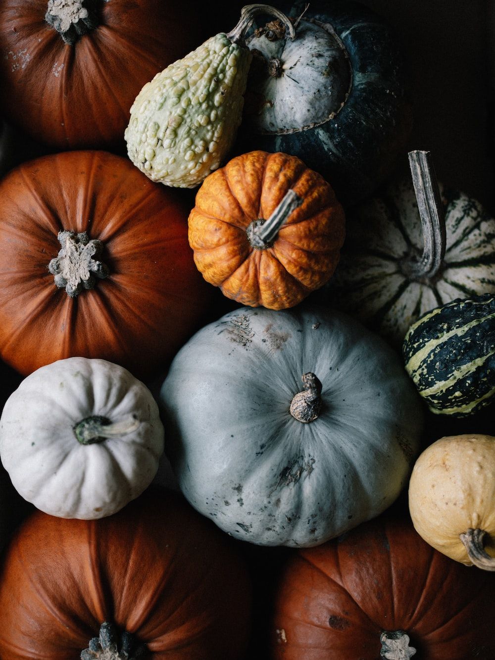 Pumpkins Picture. Download Free Image