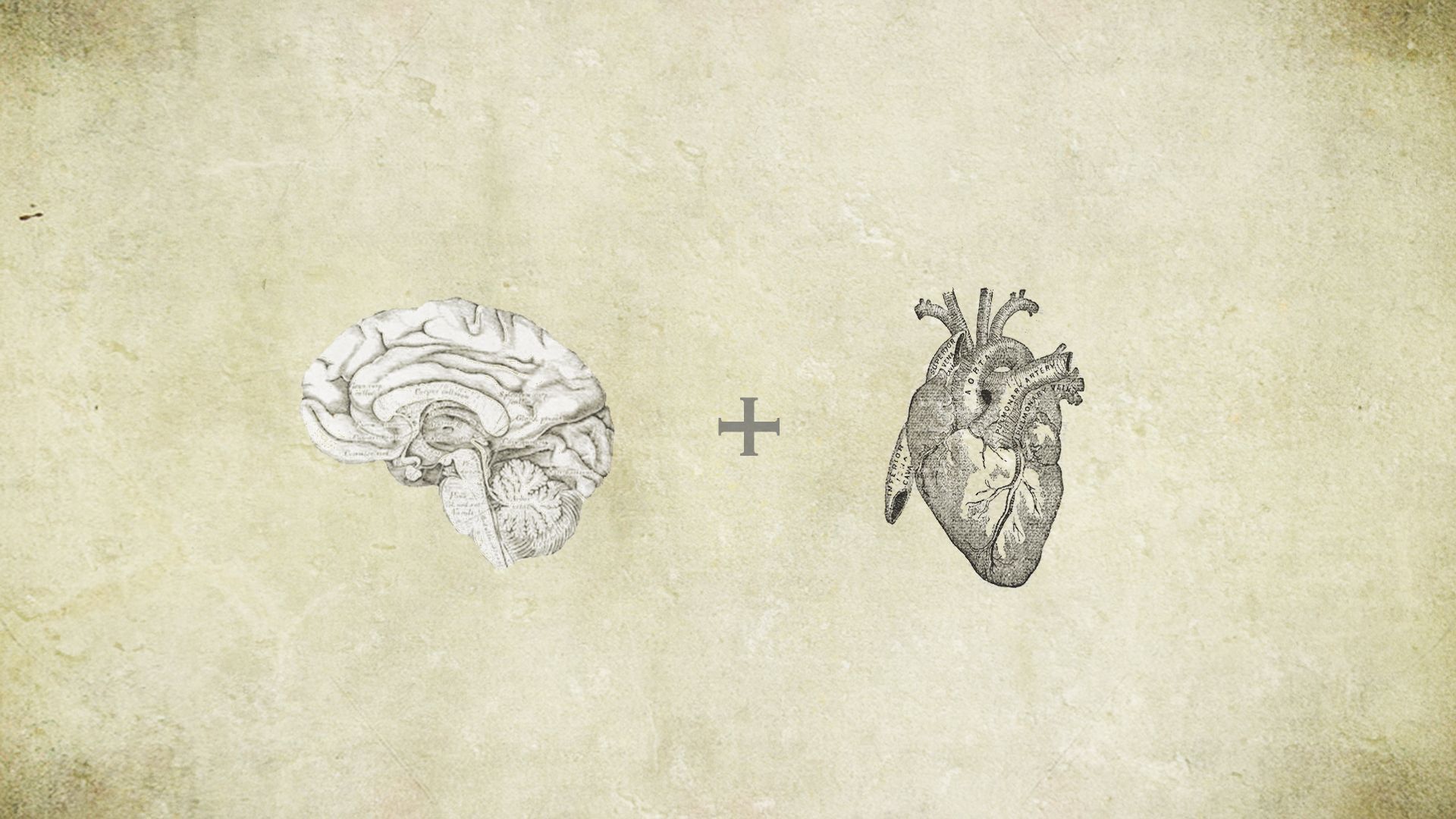 An image of a brain and a heart with a plus sign between them - Anatomy