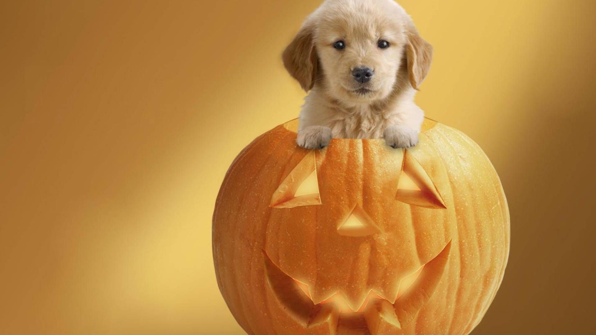 Download Halloween Aesthetic Cute Puppy Wallpaper