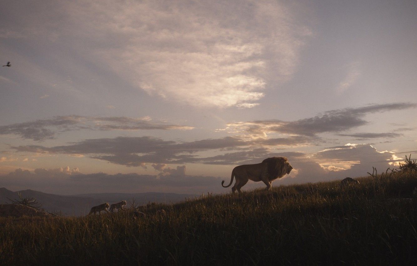 A lion standing on top of a grass covered hill. - The Lion King