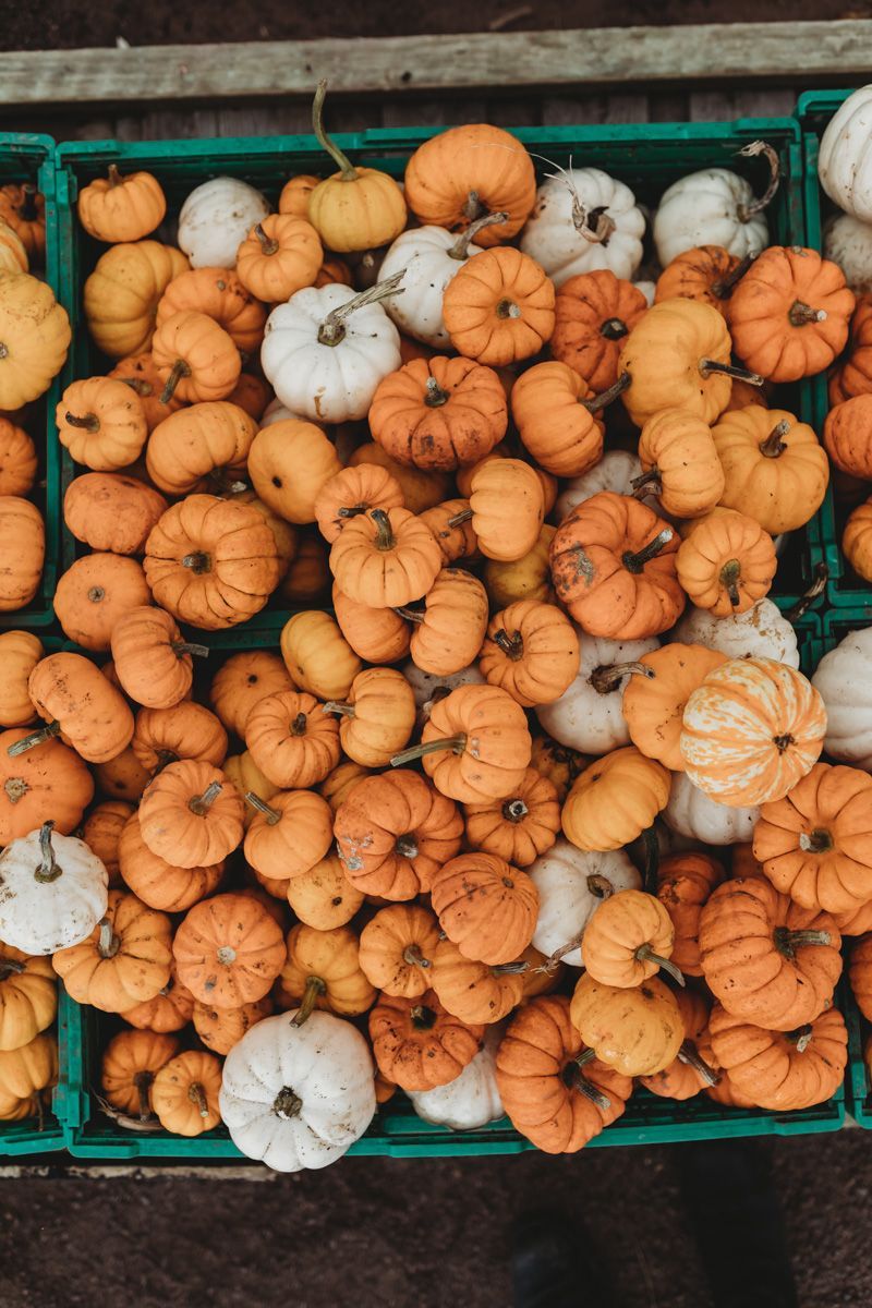 Top Tips for taking the Perfect Pumpkin Farm Photo