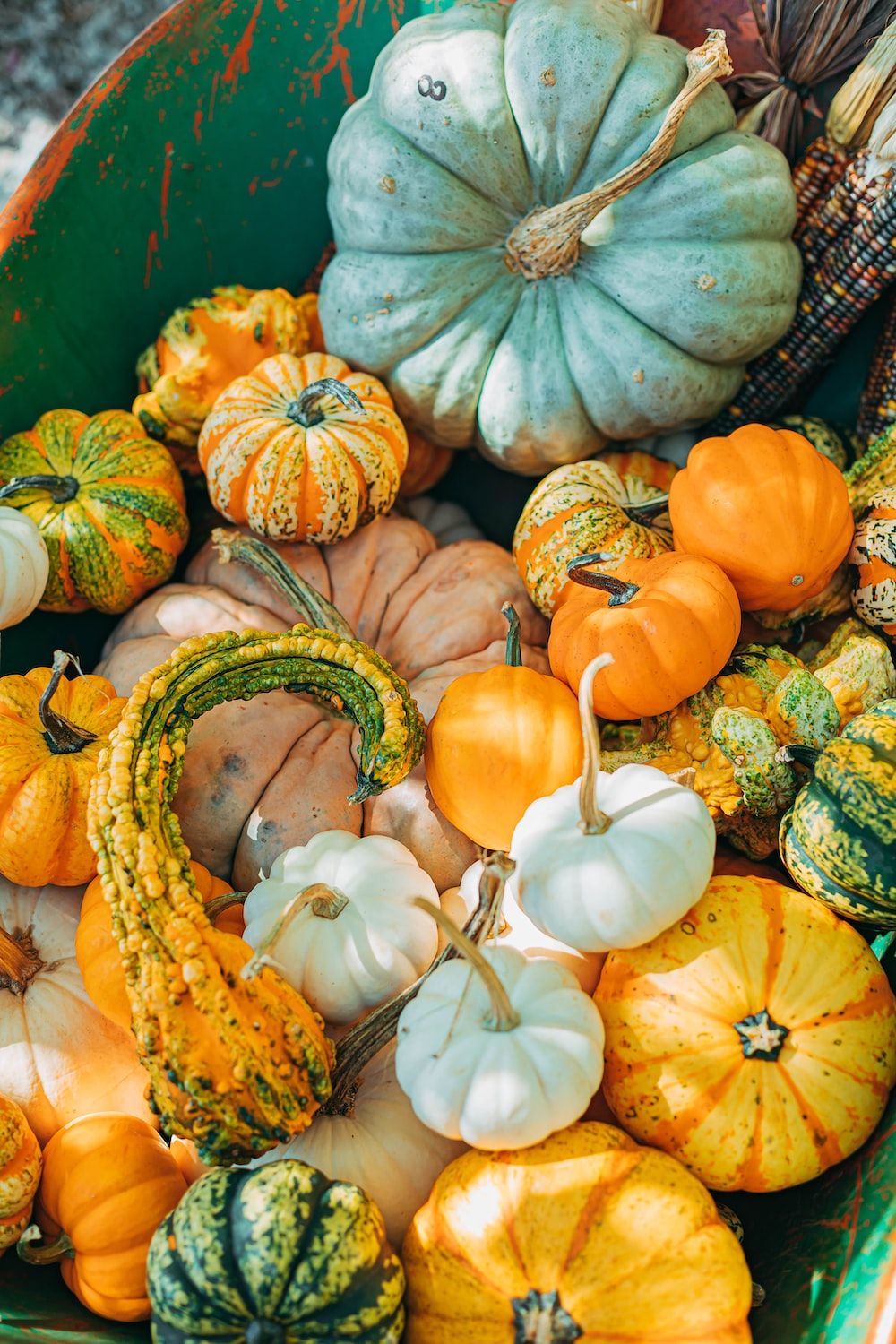 A green wheelbarrow is filled with a variety of small pumpkins and gourds. - Pumpkin