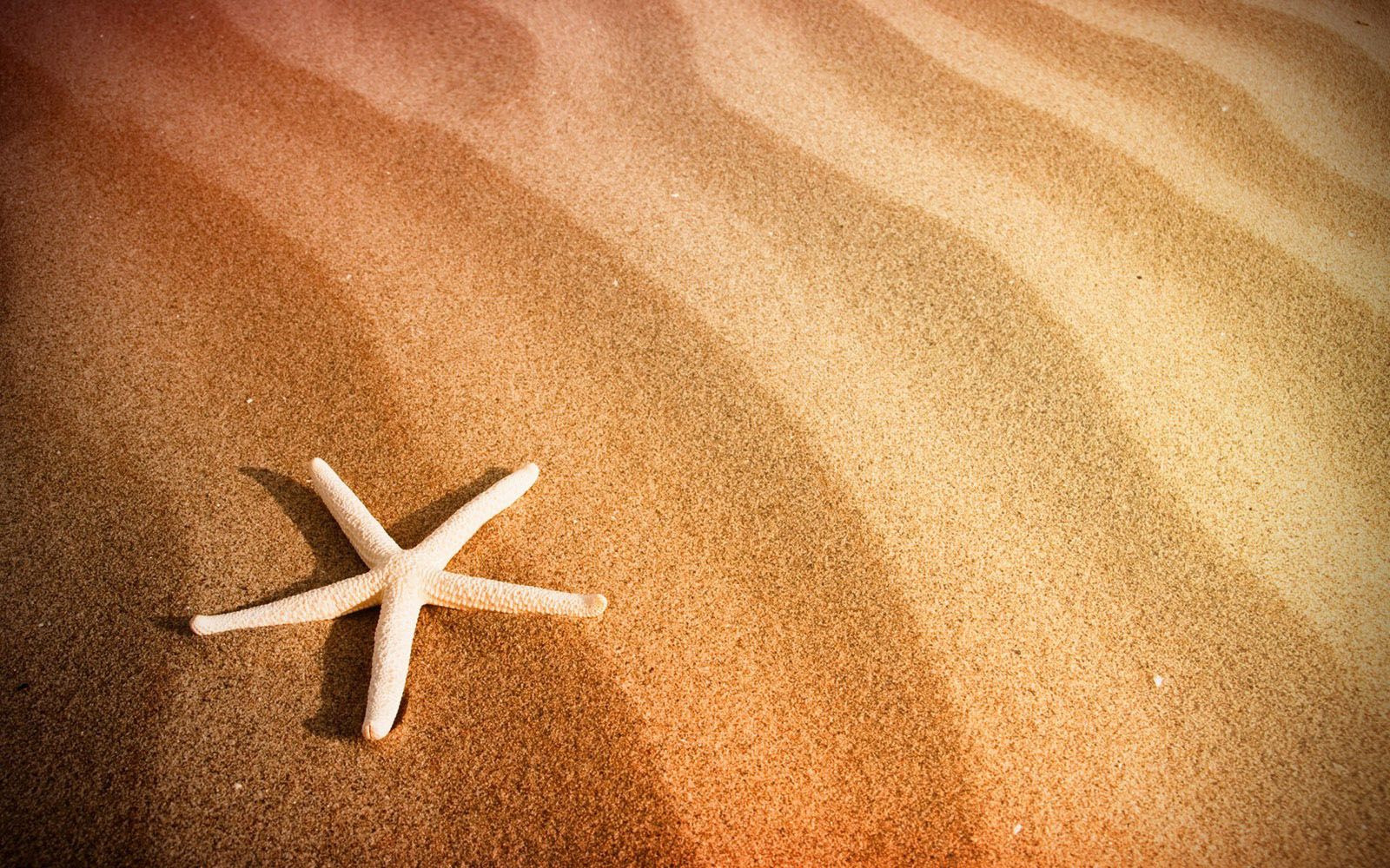 A starfish is in the sand on top of some waves - Starfish