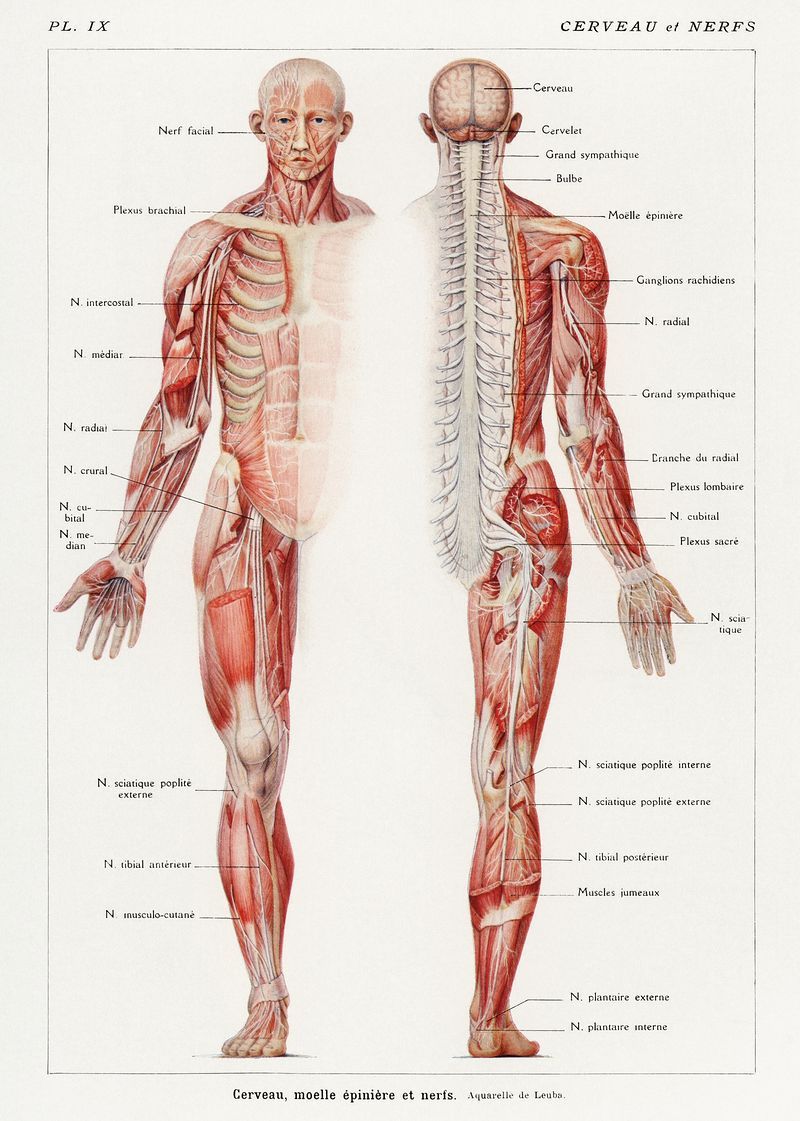 Muscle Anatomy Image Wallpaper