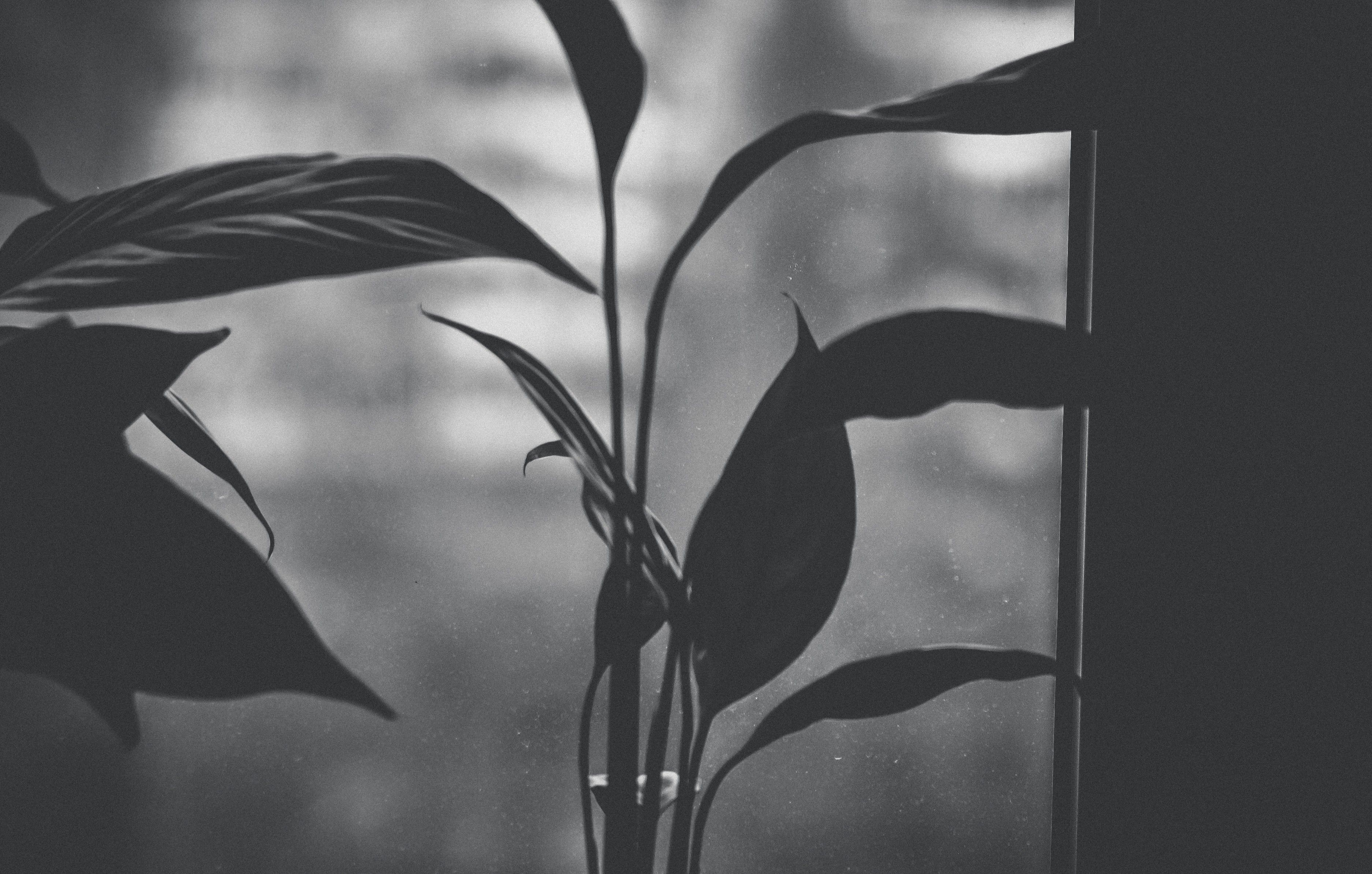 A plant in a dark room with a window in the background - Gray