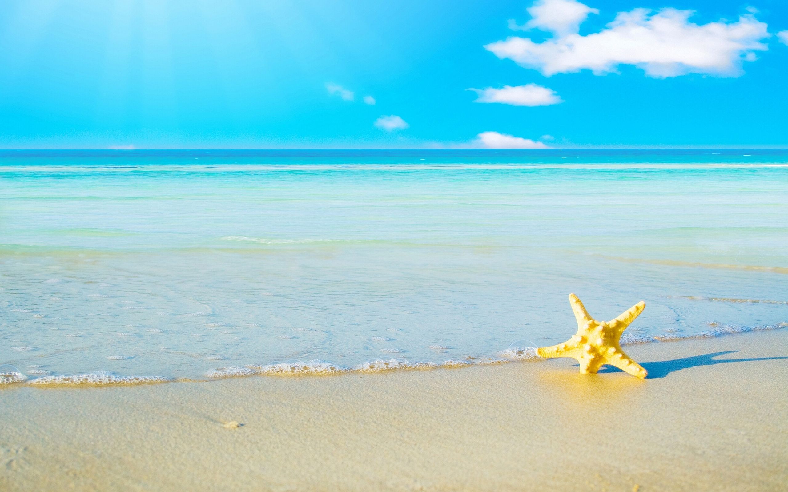 A starfish is on the beach next to water - Starfish