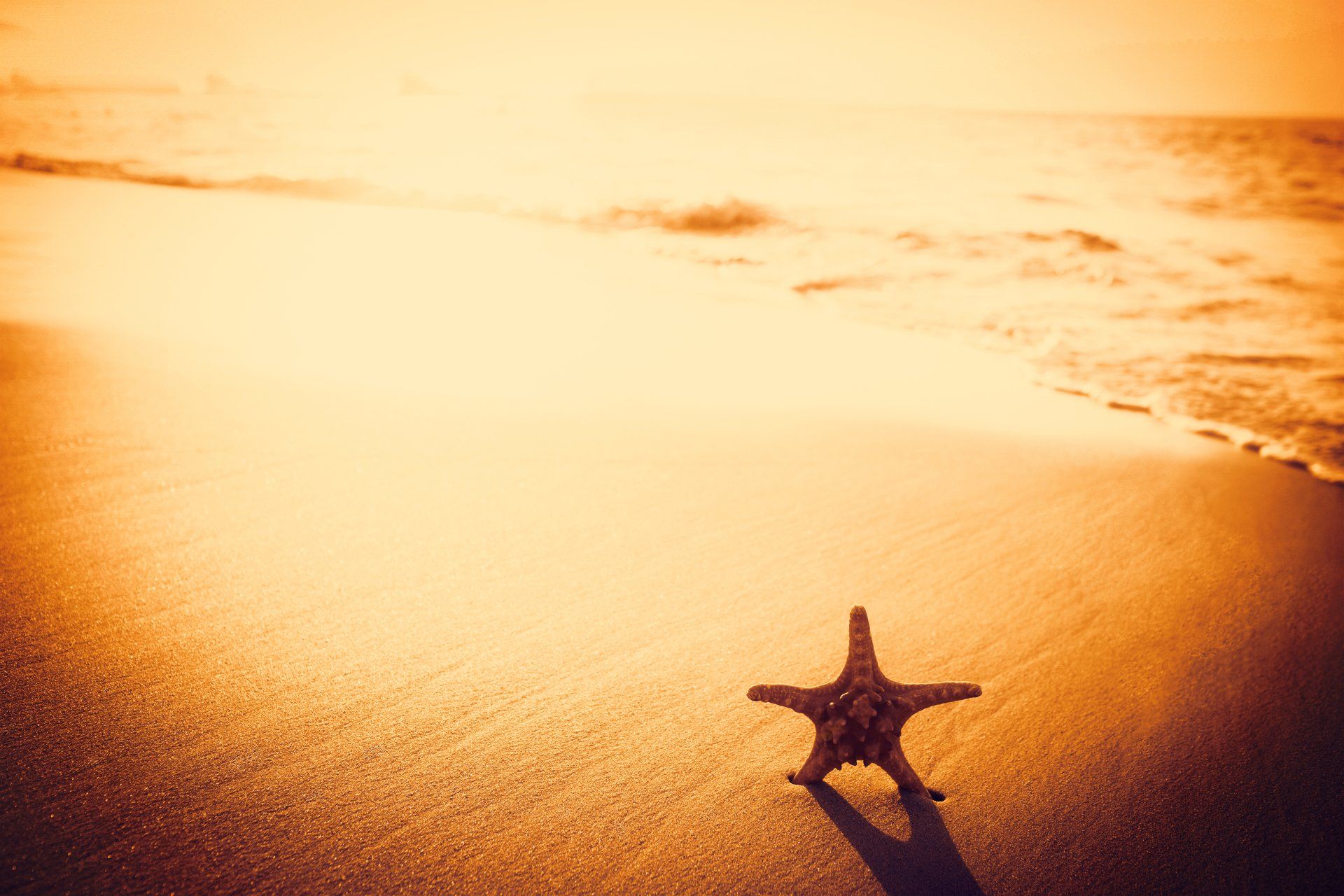 Starfish on the beach at sunset wallpaper - Beach wallpapers - #18331 - Starfish