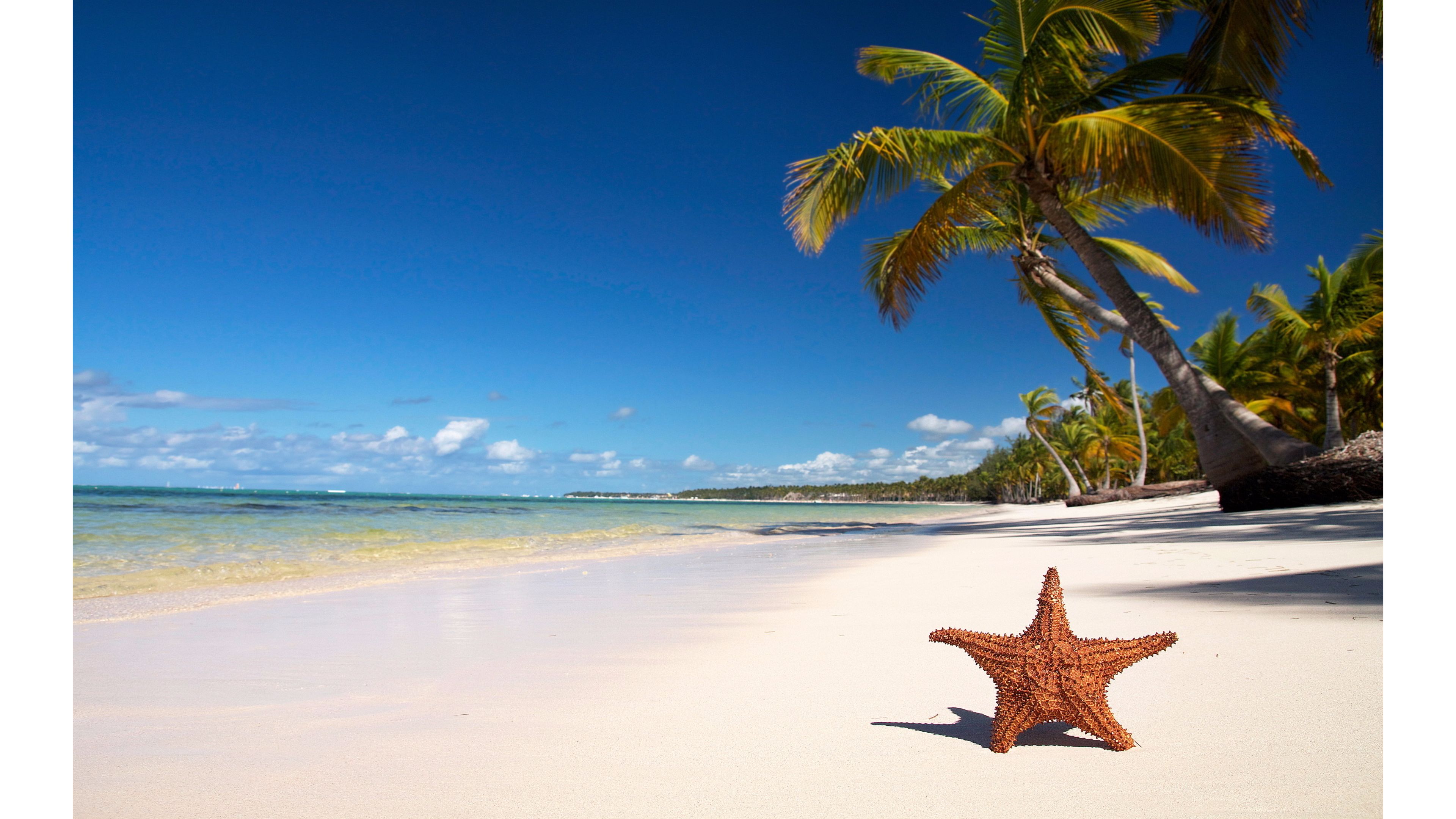 A starfish on a white sand beach with palm trees in the background - Starfish