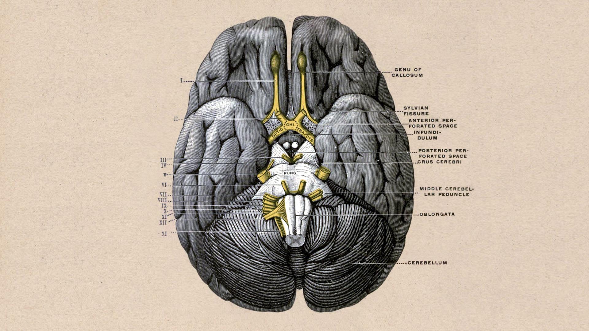 Brain Anatomy Wallpaper Free Brain Anatomy Background