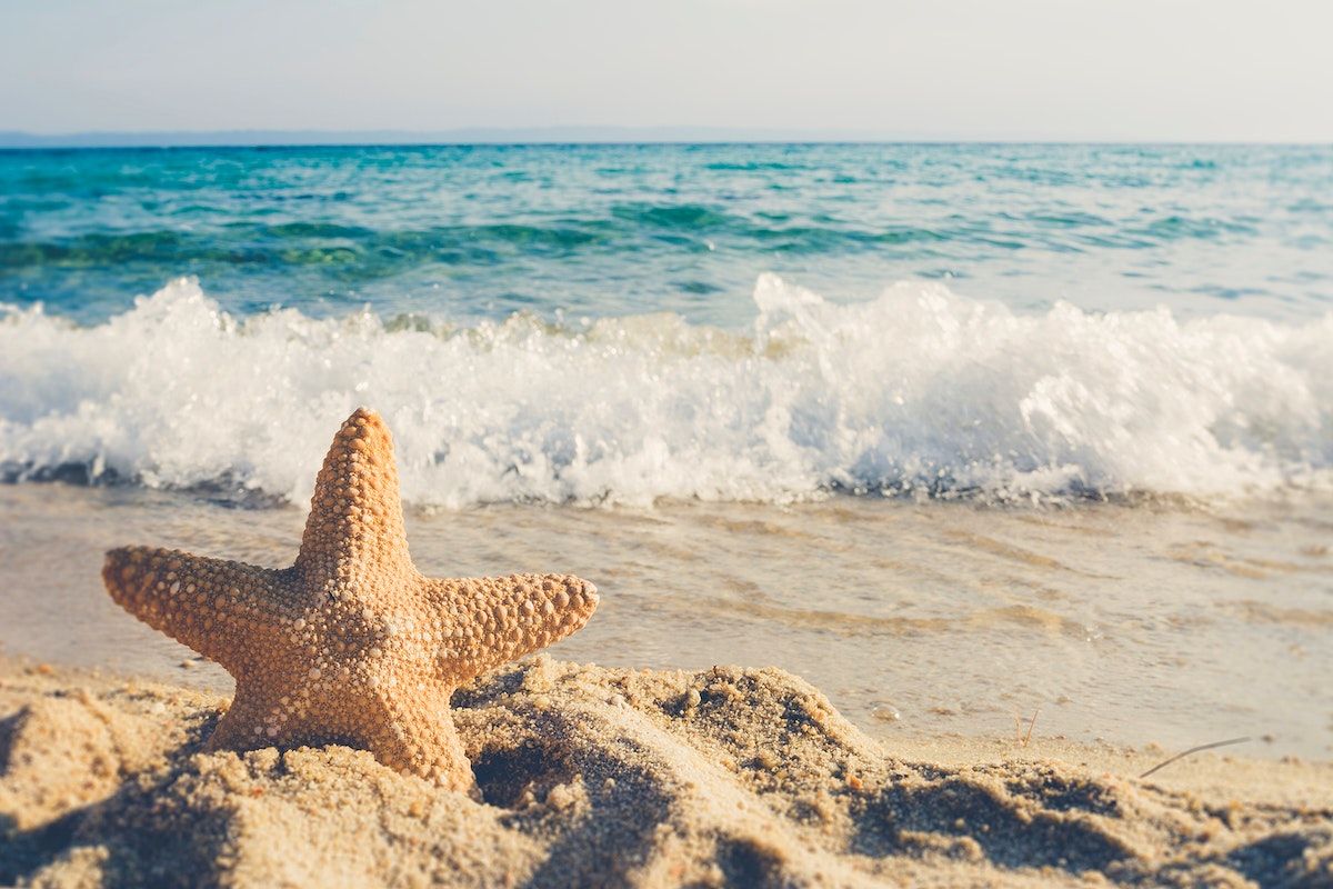 A starfish is sitting on the beach - Starfish