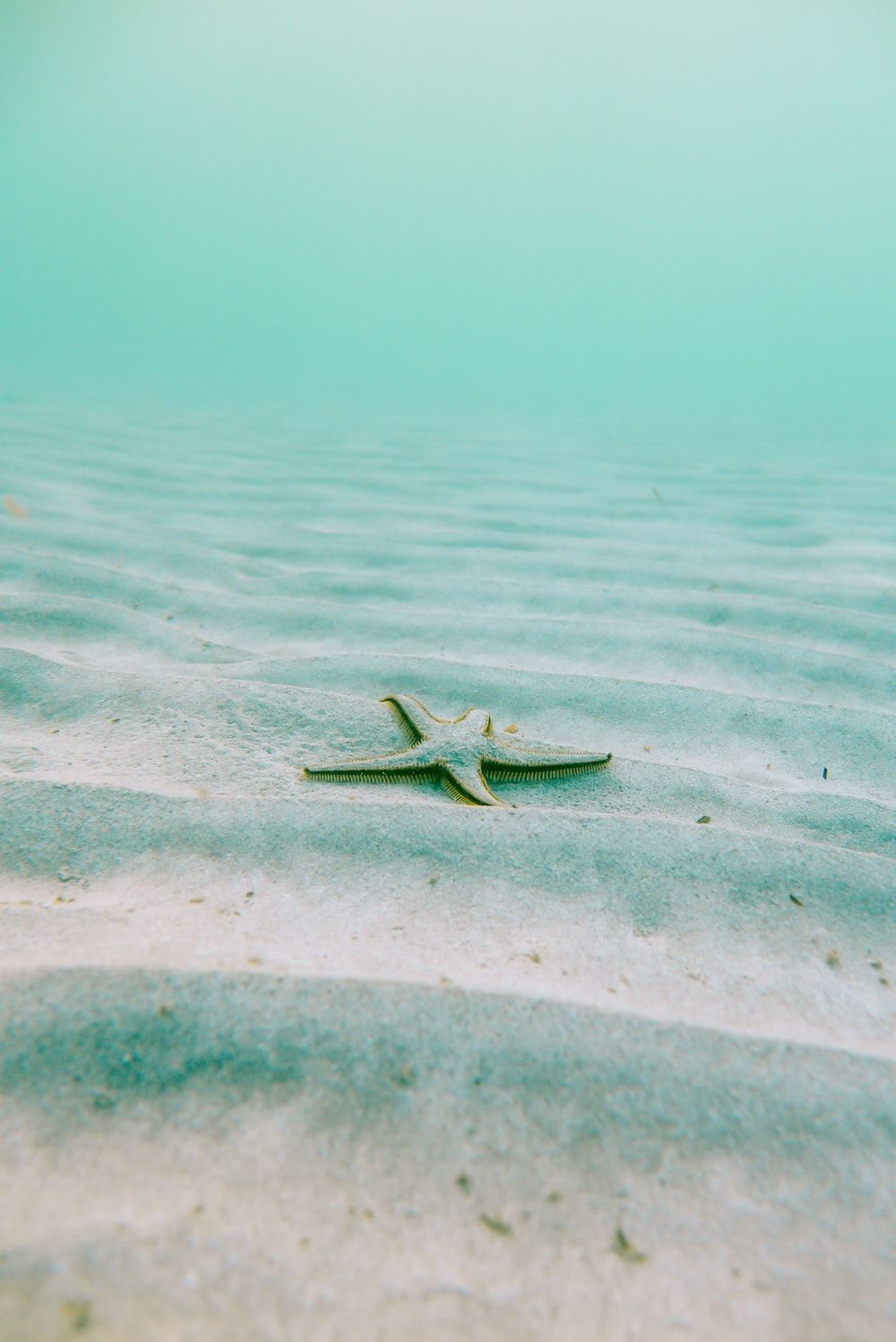 A starfish is laying on the sand - Starfish