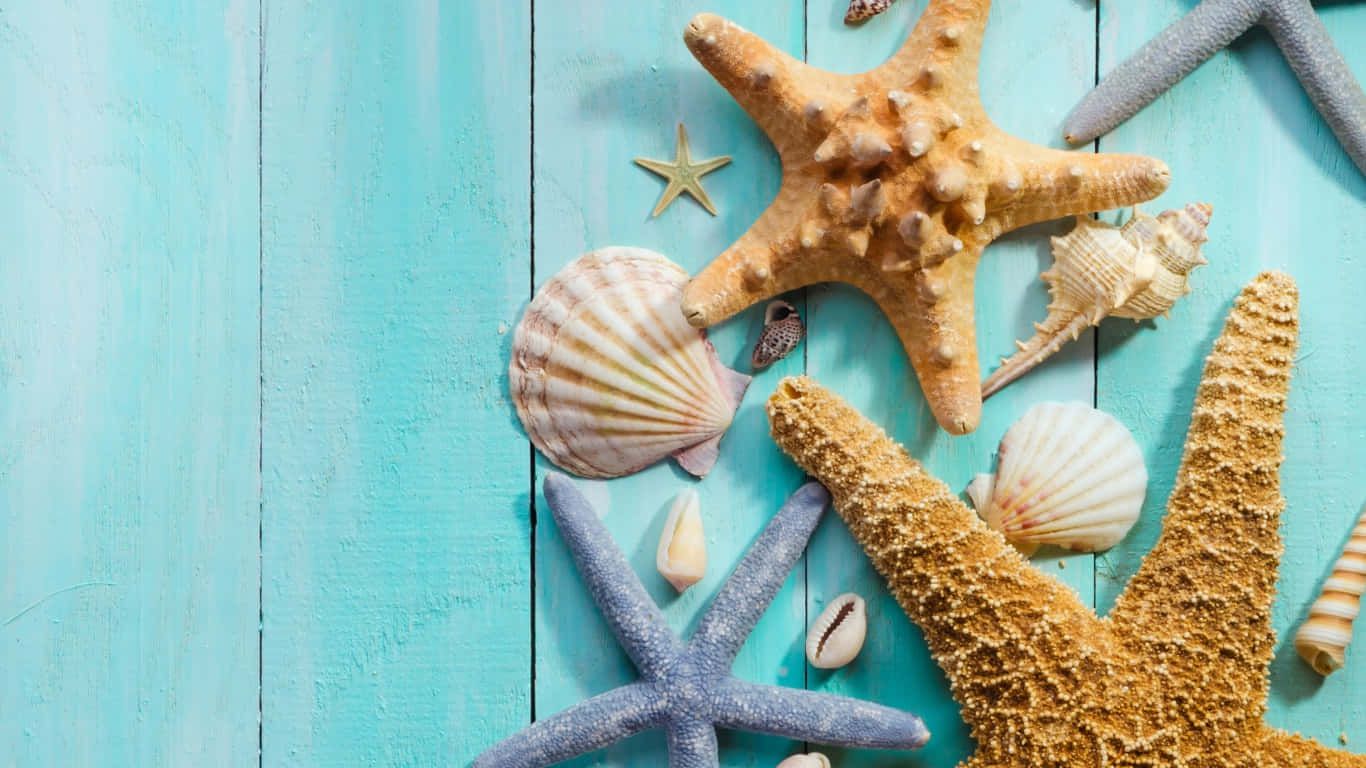 Download Aesthetic Seashells And Starfish Wallpaper