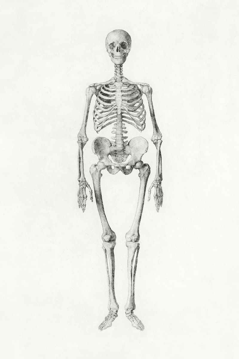 Vintage Human Anatomy Illustration Image Wallpaper