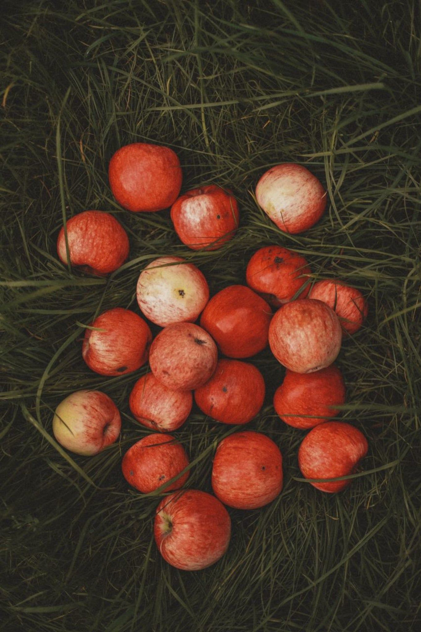 A bunch of apples laying in the grass - Fall, cozy, fall iPhone