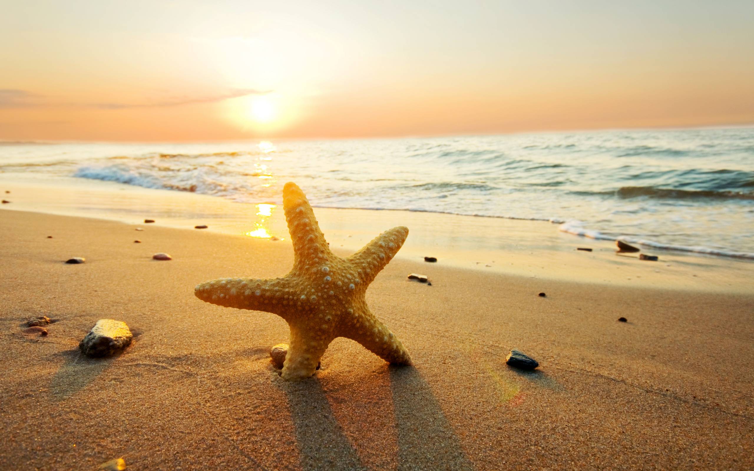 Free download Starfish Background [2560x1600] for your Desktop, Mobile & Tablet. Explore Starfish Background. Starfish Wallpaper, Starfish Background, Starfish Wallpaper for Computer