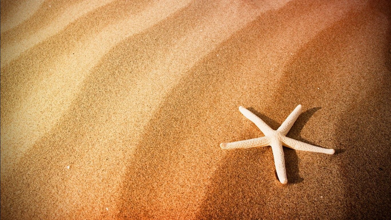 White Starfish On Beach Sand HD Sand Wallpaper