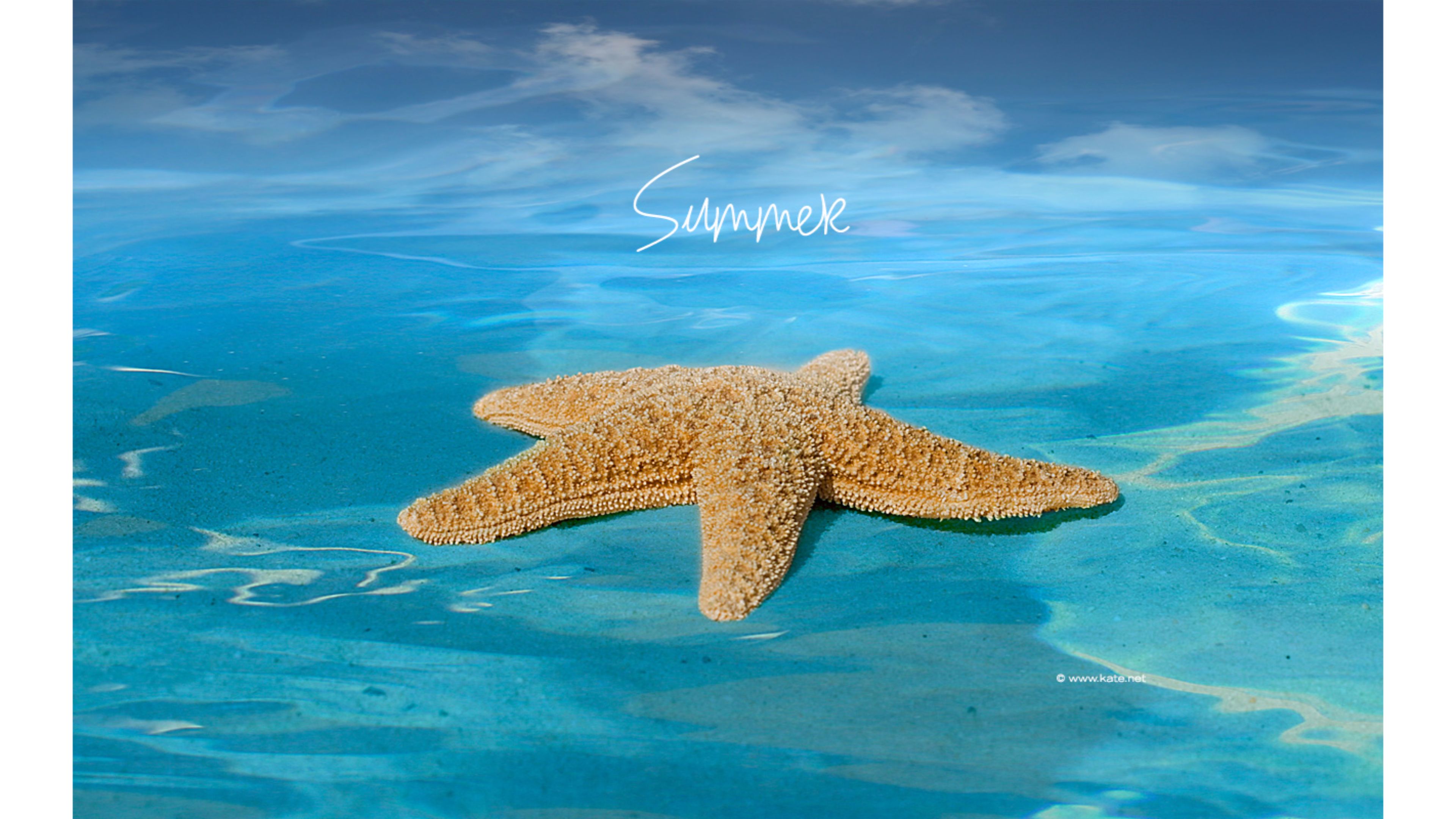 Starfish Summer 4K wallpaper