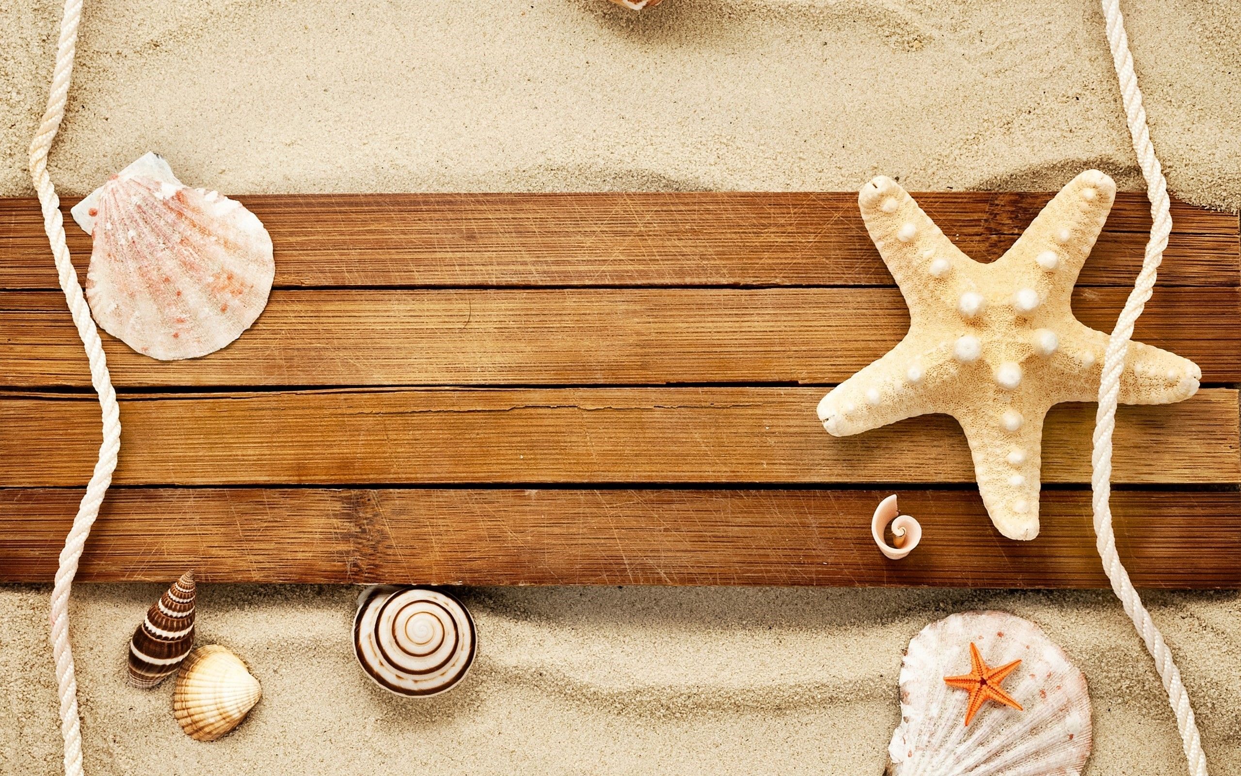 Free download Sand Shells Snail Starfish Beach HD Wallpaper FreeWallsUp [2560x1600] for your Desktop, Mobile & Tablet. Explore Sand Wallpaper. Sand Dunes Wallpaper, Sand Beach Wallpaper, Beach Sand Wallpaper