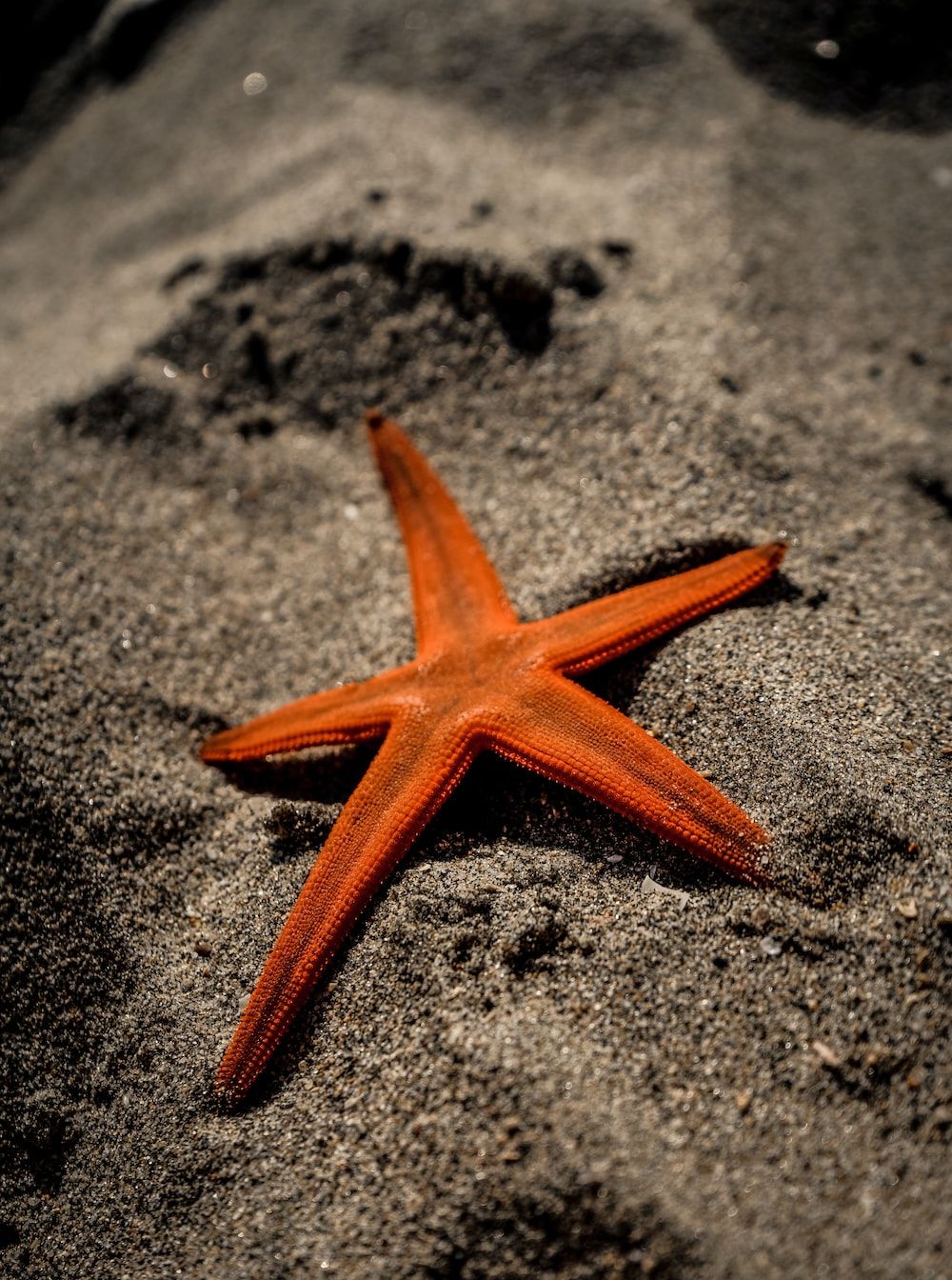 Starfish Beach Picture. Download Free Image