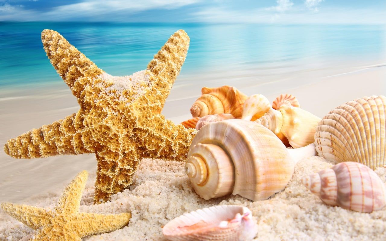 Starfish and shells on the beach - Starfish