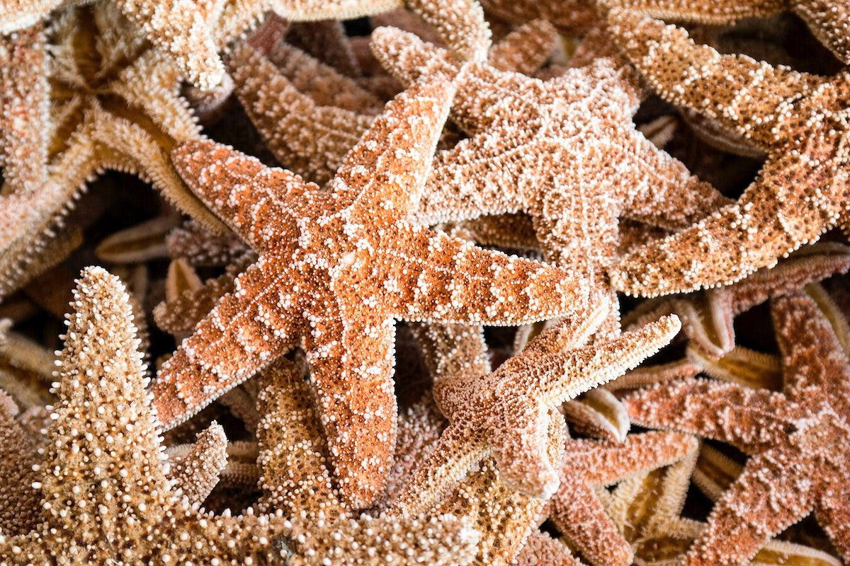 A pile of starfishes on the beach - Starfish