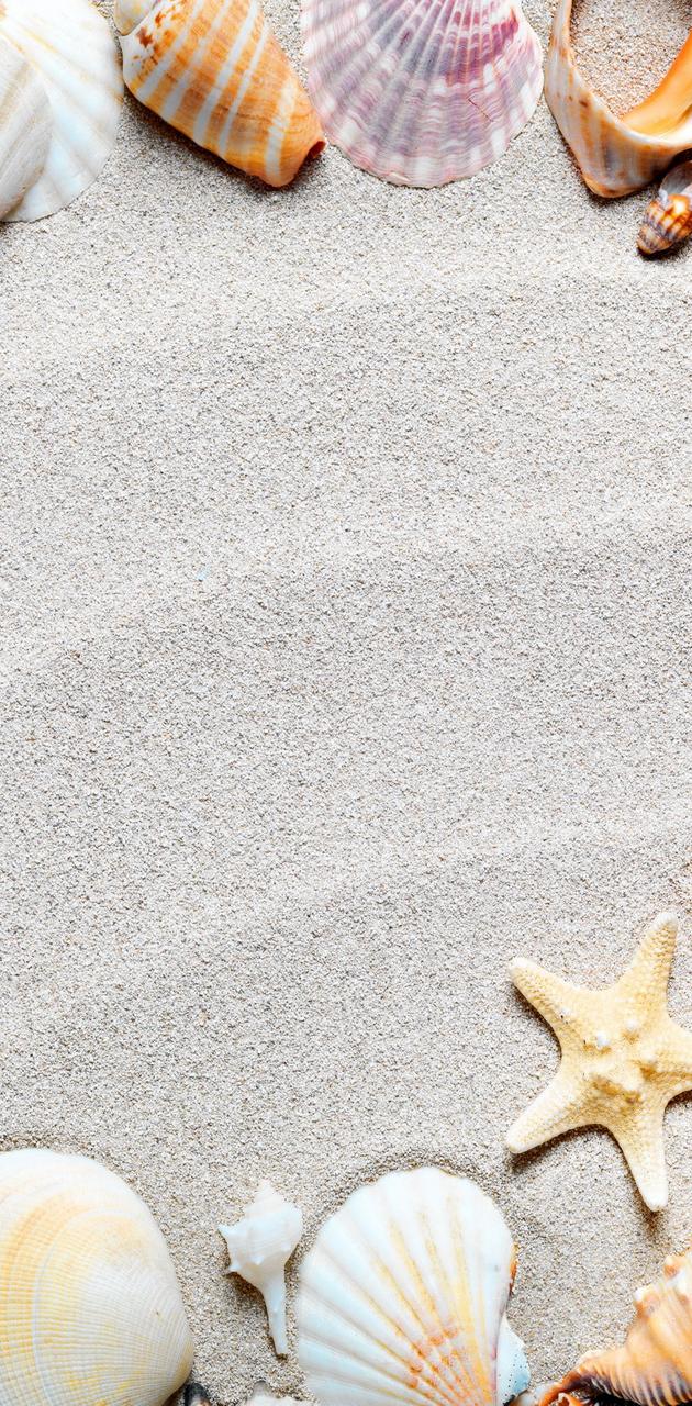 A group of shells and starfish on the sand - Starfish