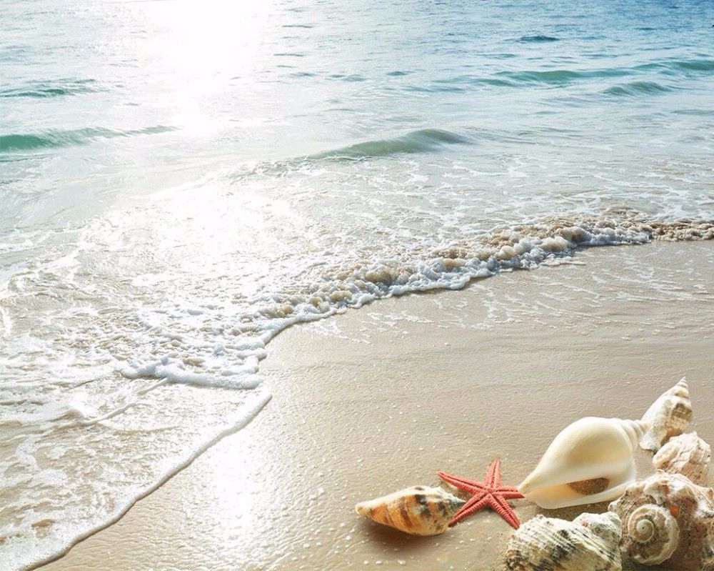 A starfish and shells on the beach - Starfish