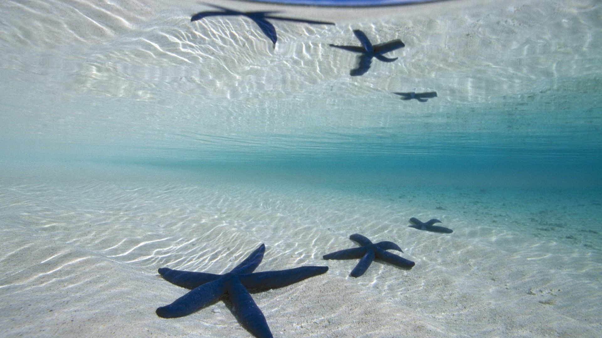 A group of starfish in the ocean - Starfish