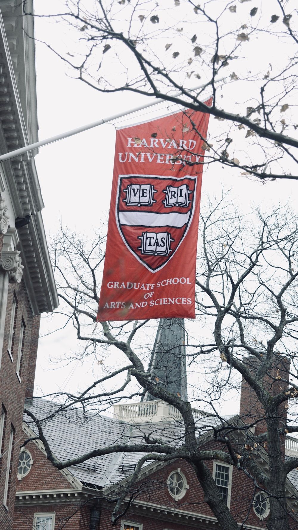 A red Harvard University banner hangs from a flag pole in front of a tree. - Harvard
