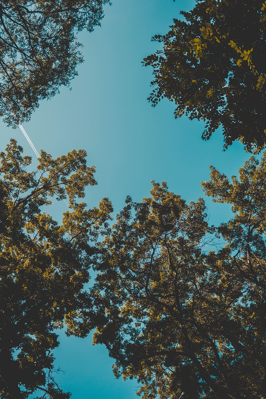 A plane flying through the sky above a group of trees - Harvard