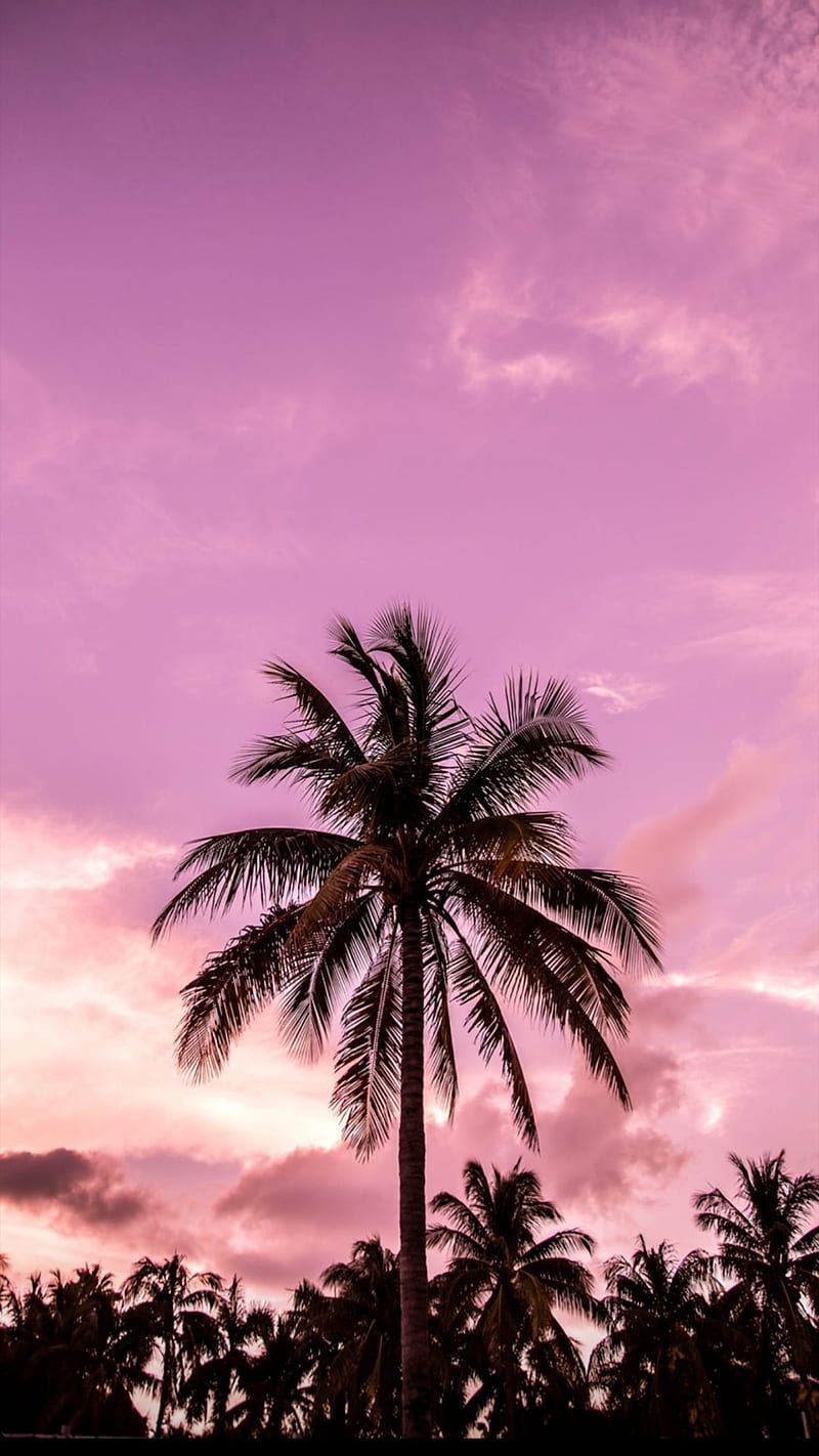 A purple sky with palm trees in the foreground - Miami