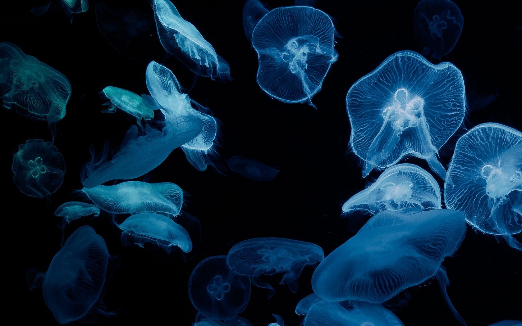 Download wallpaper 1680x1050 jellyfish, glow, aquarium, aesthetics, black widescreen 16:10 HD background