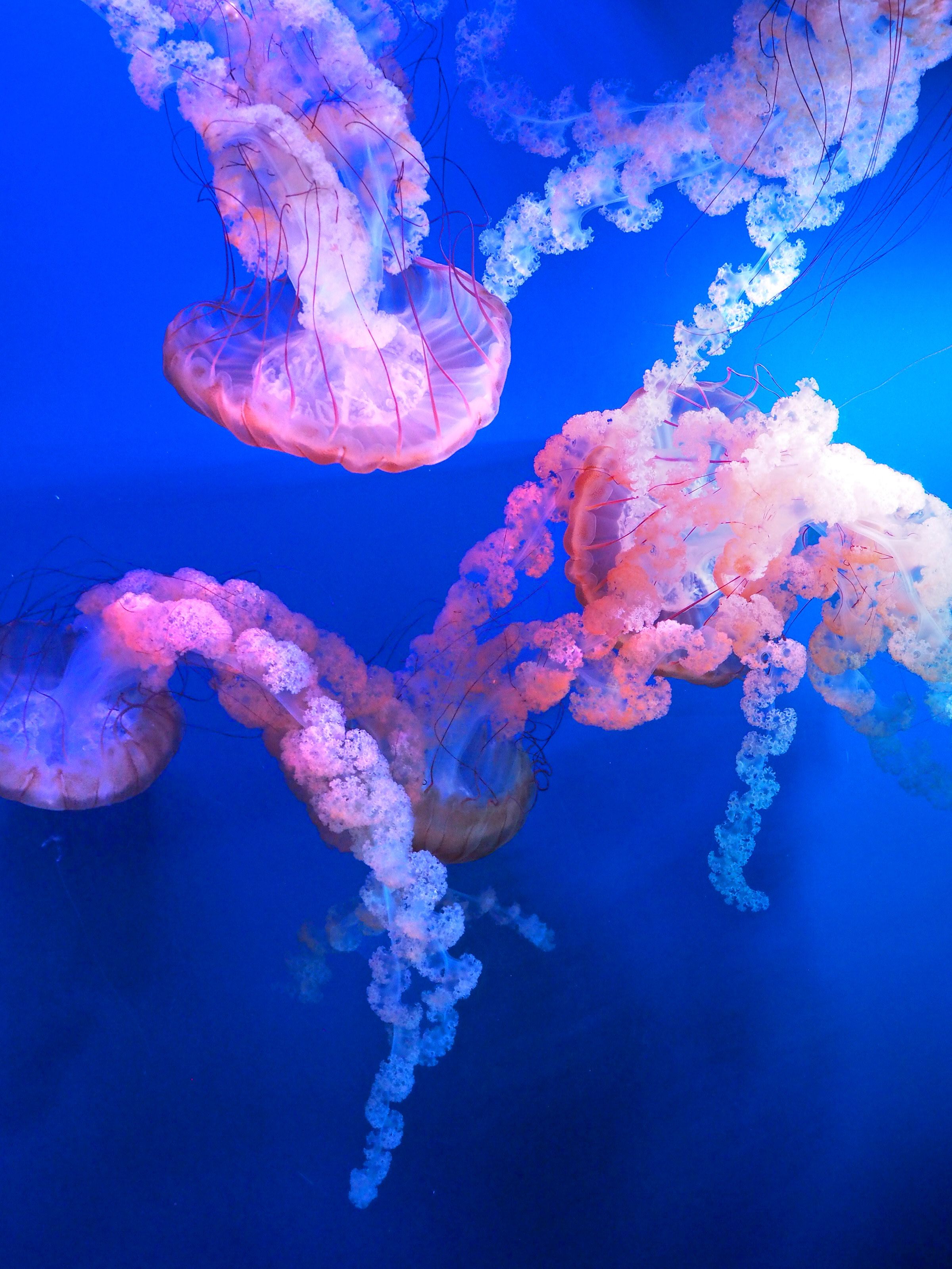 Jellyfish