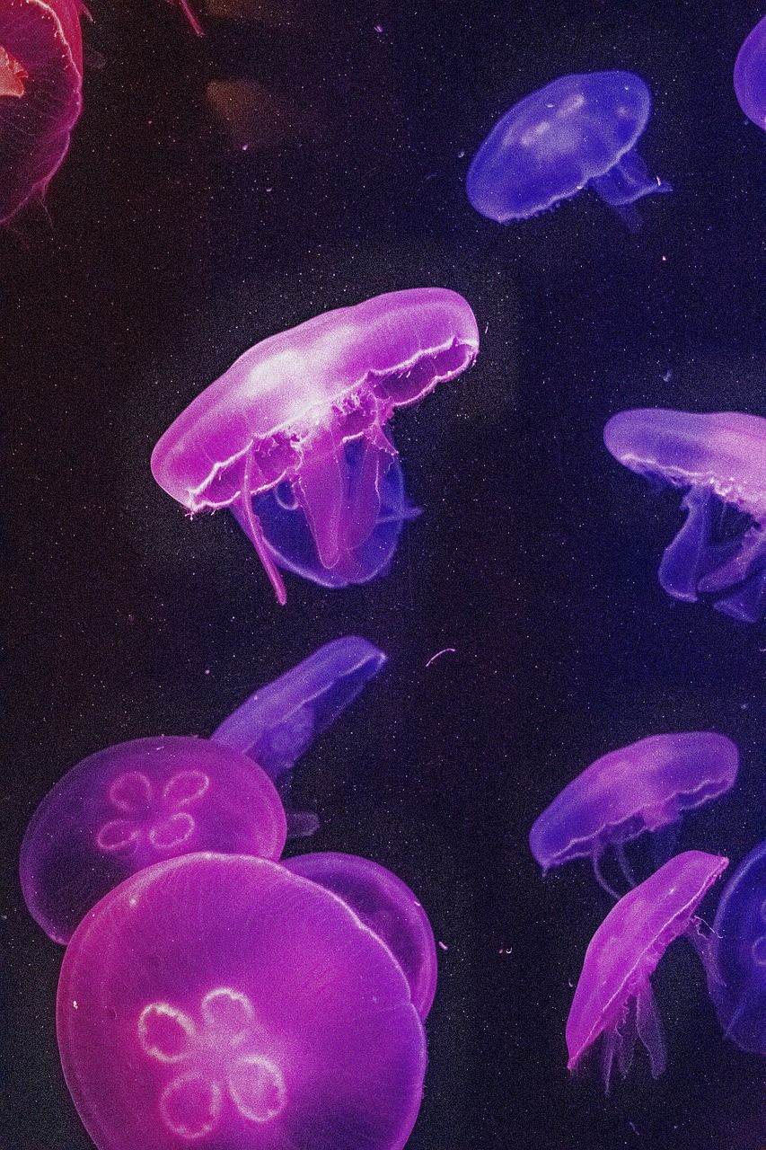 Jellyfish Wallpaper Jelly Fish
